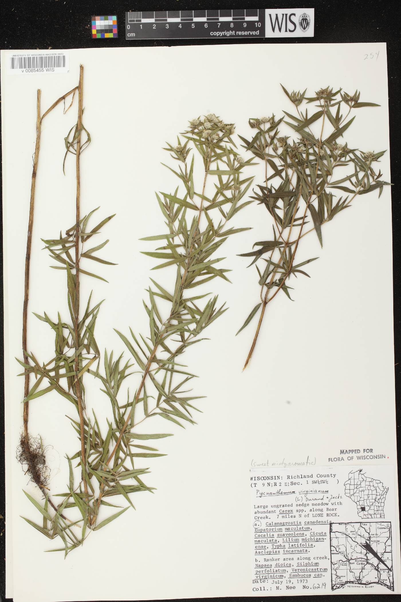 Pycnanthemum virginianum image
