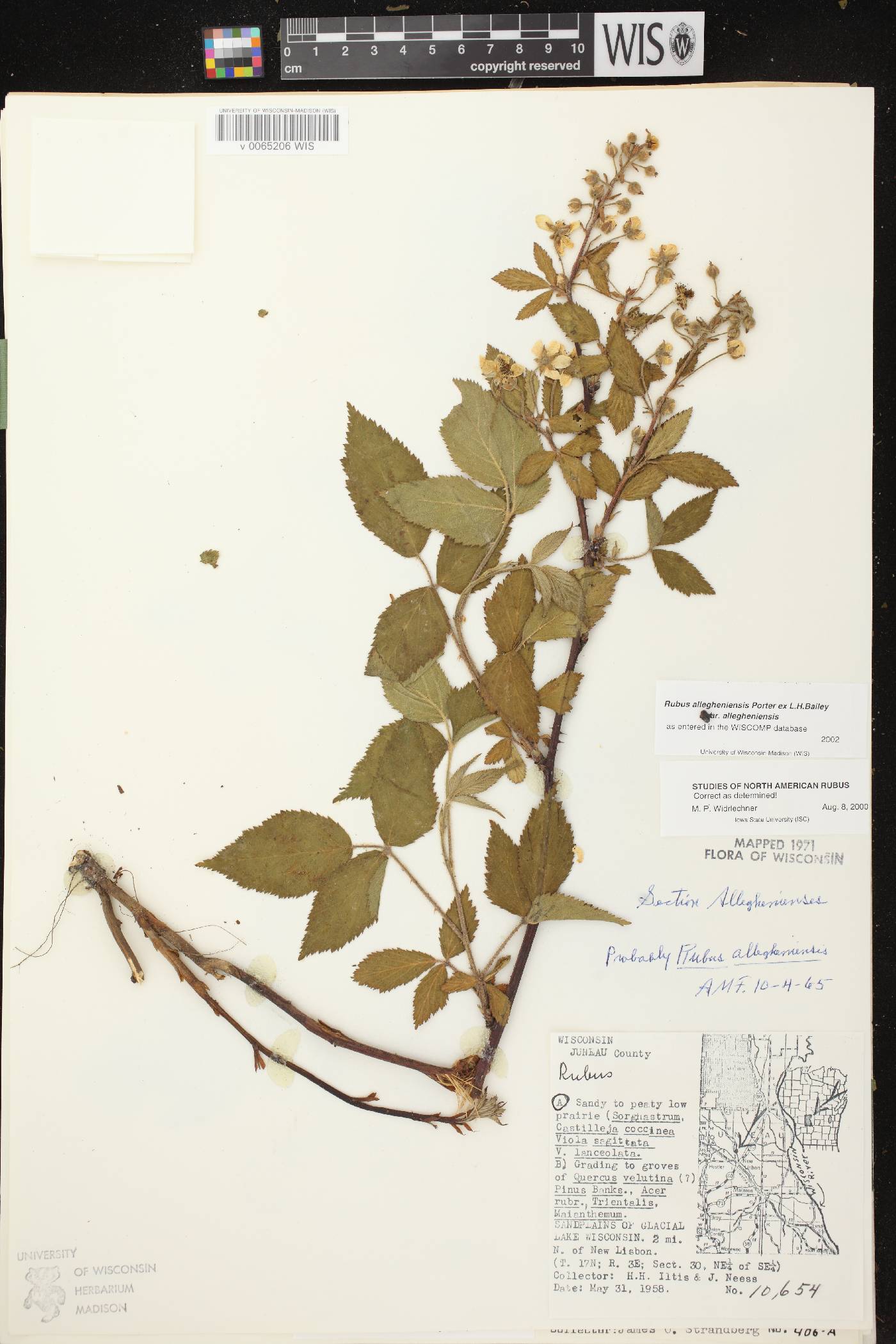 Rubus allegheniensis image