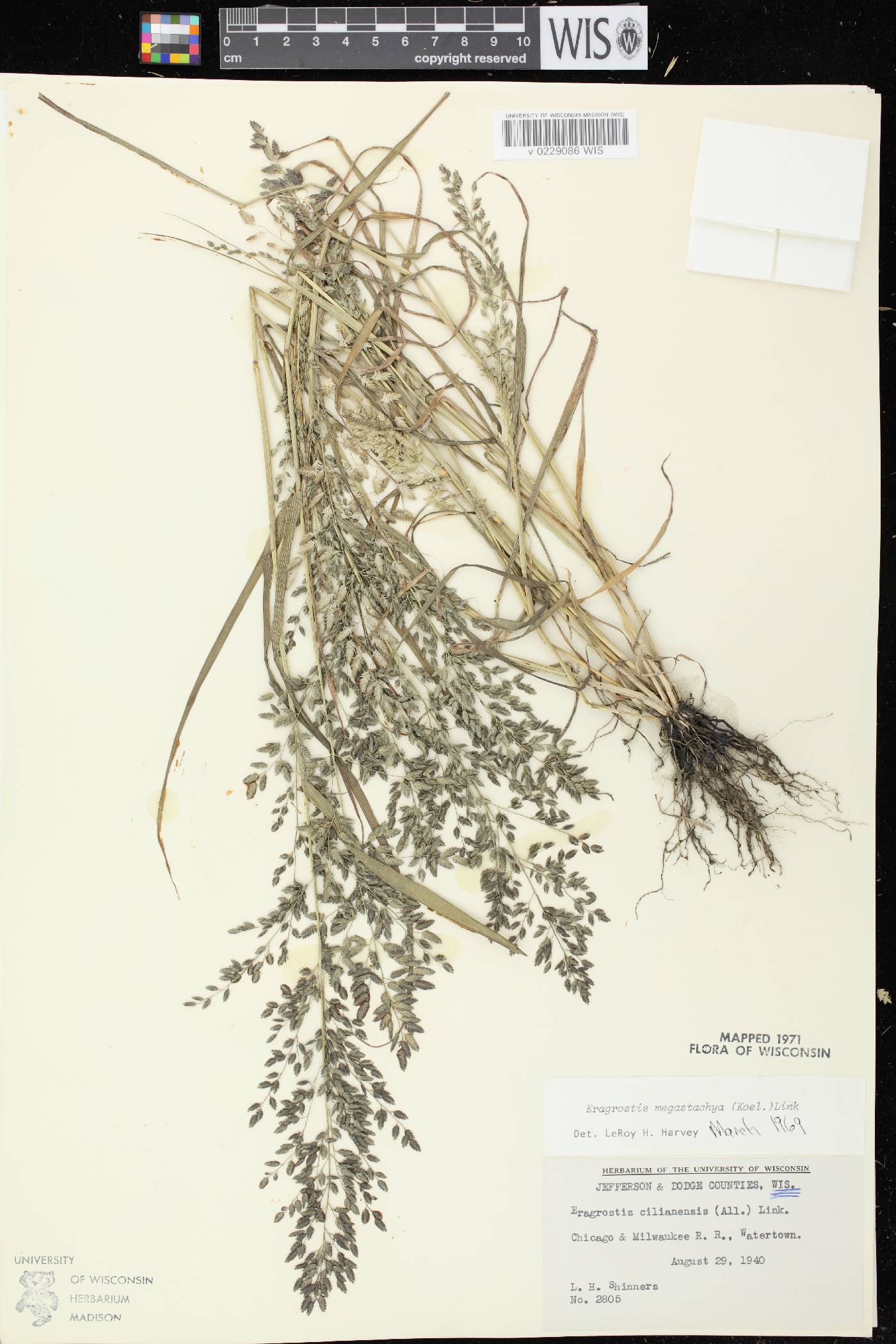 Eragrostis cilianensis image