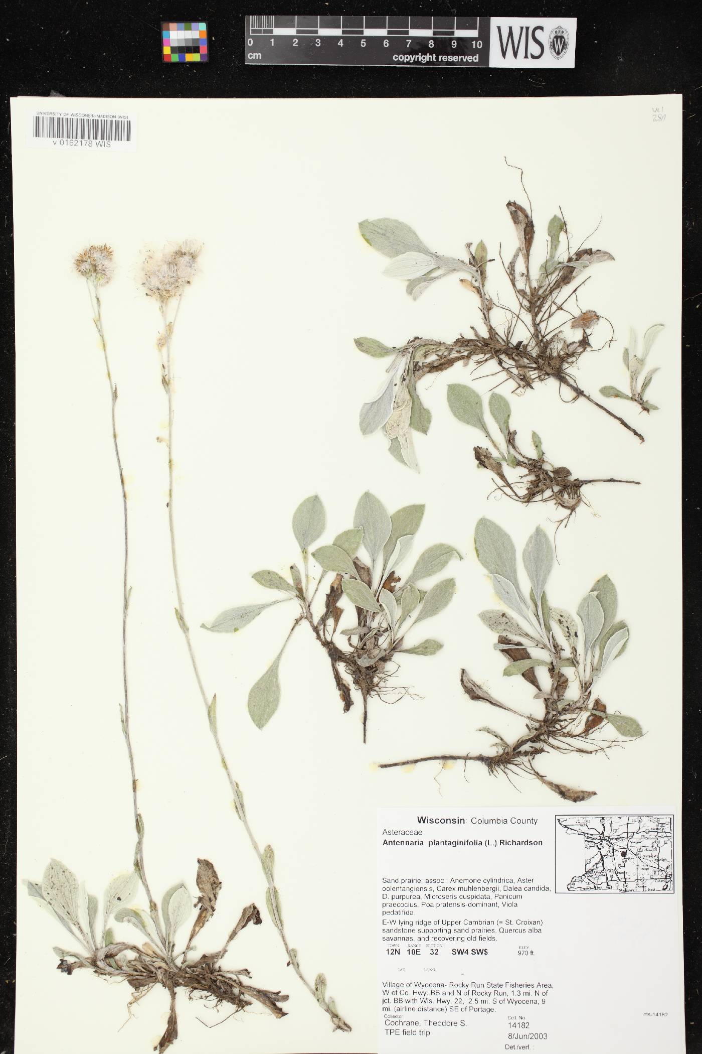 Antennaria plantaginifolia image