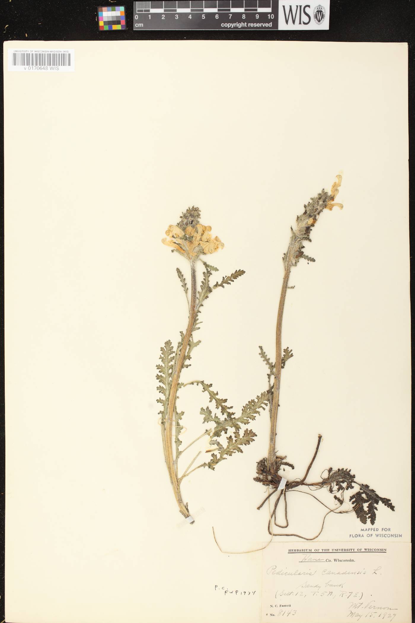 Pedicularis canadensis subsp. canadensis image