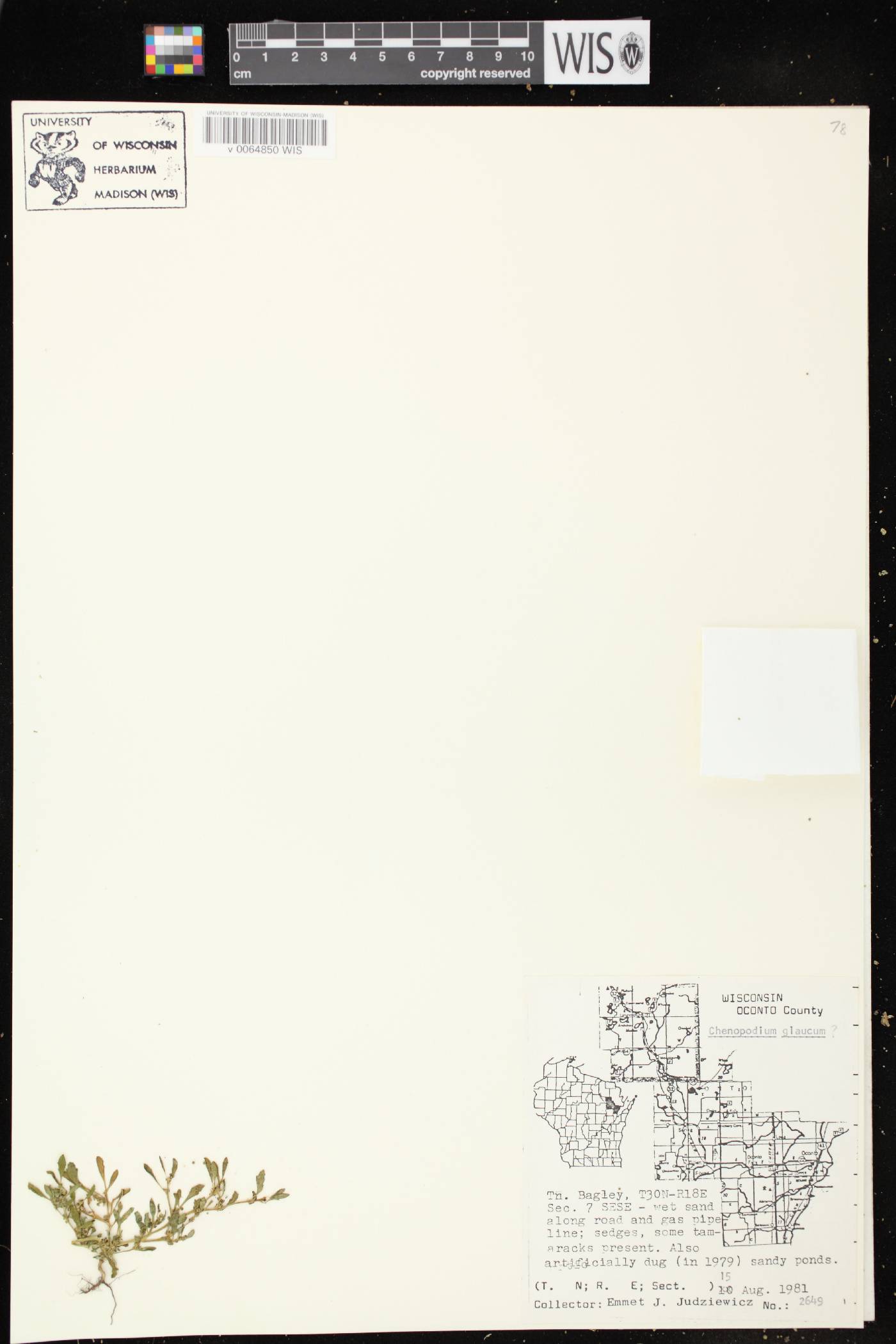 Chenopodium glaucum image