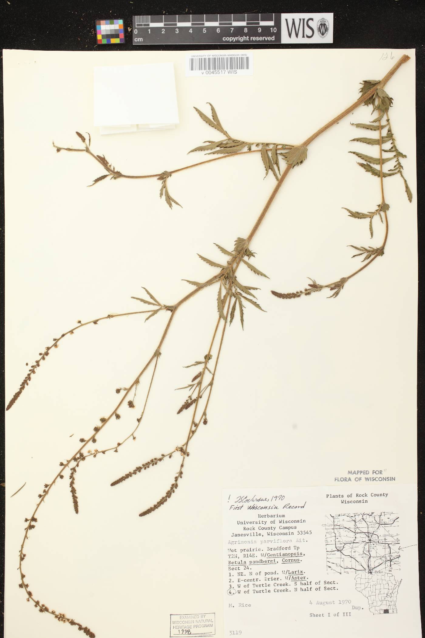 Agrimonia parviflora image