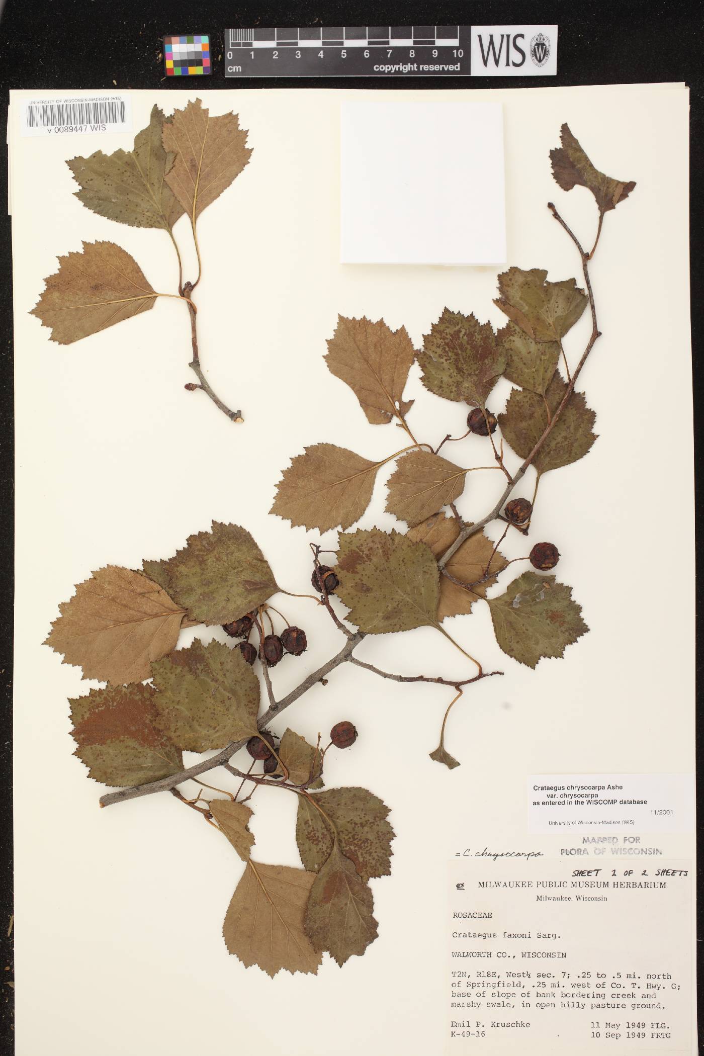 Crataegus chrysocarpa var. chrysocarpa image