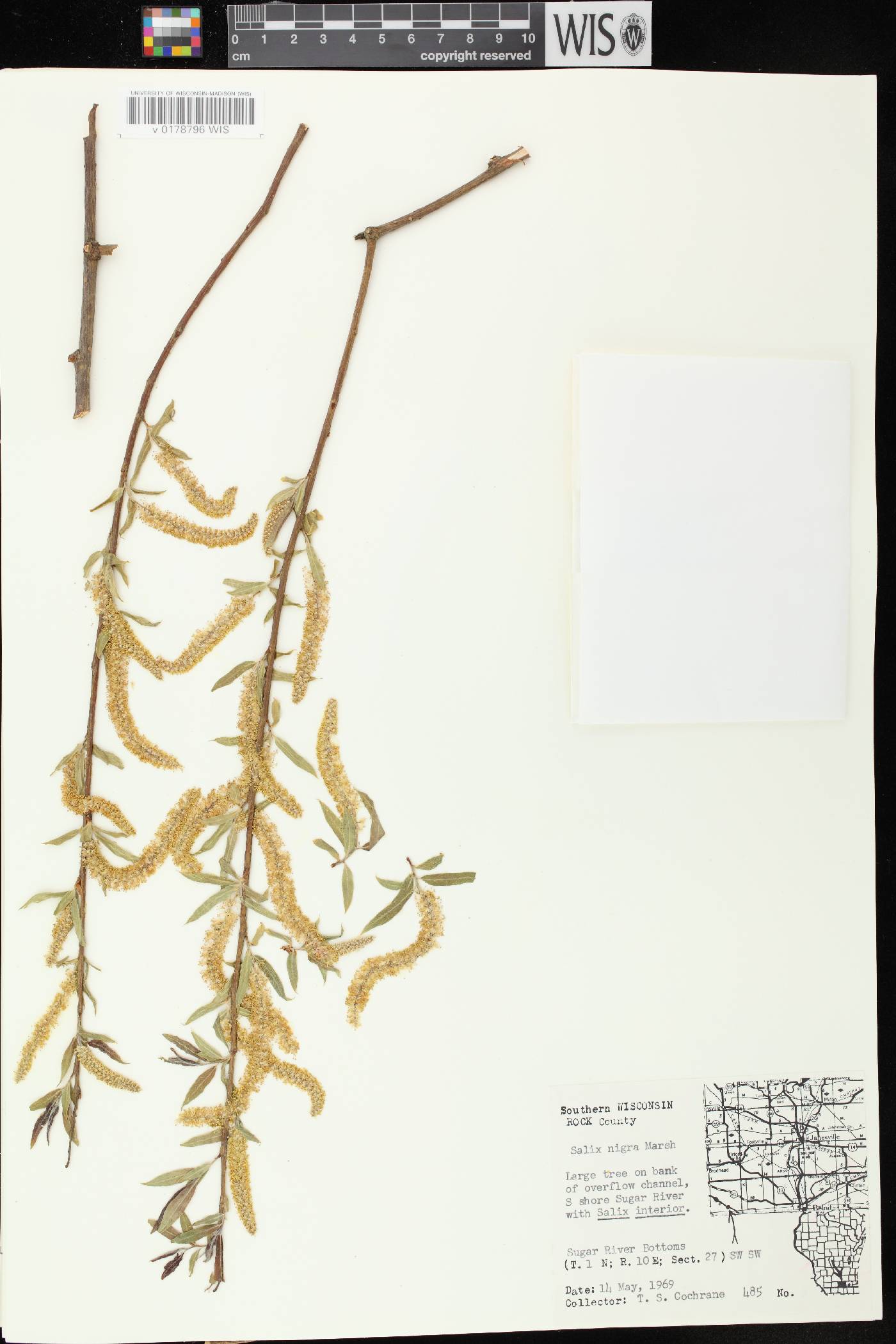 Salix nigra image