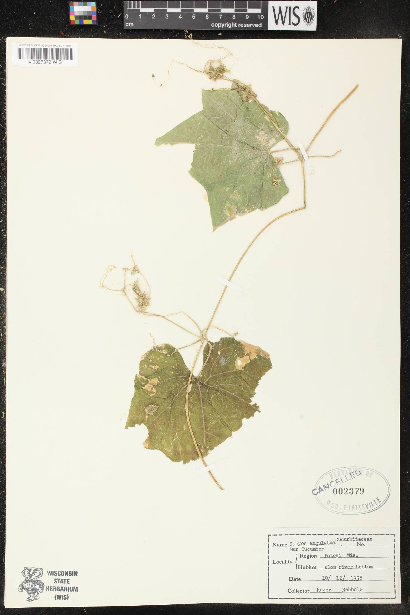 Sicyos angulatus image