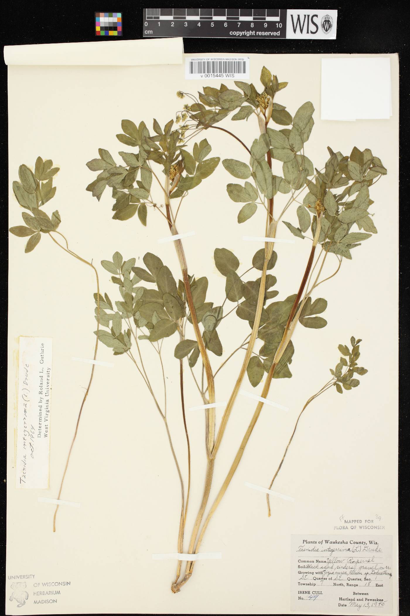 Taenidia integerrima image