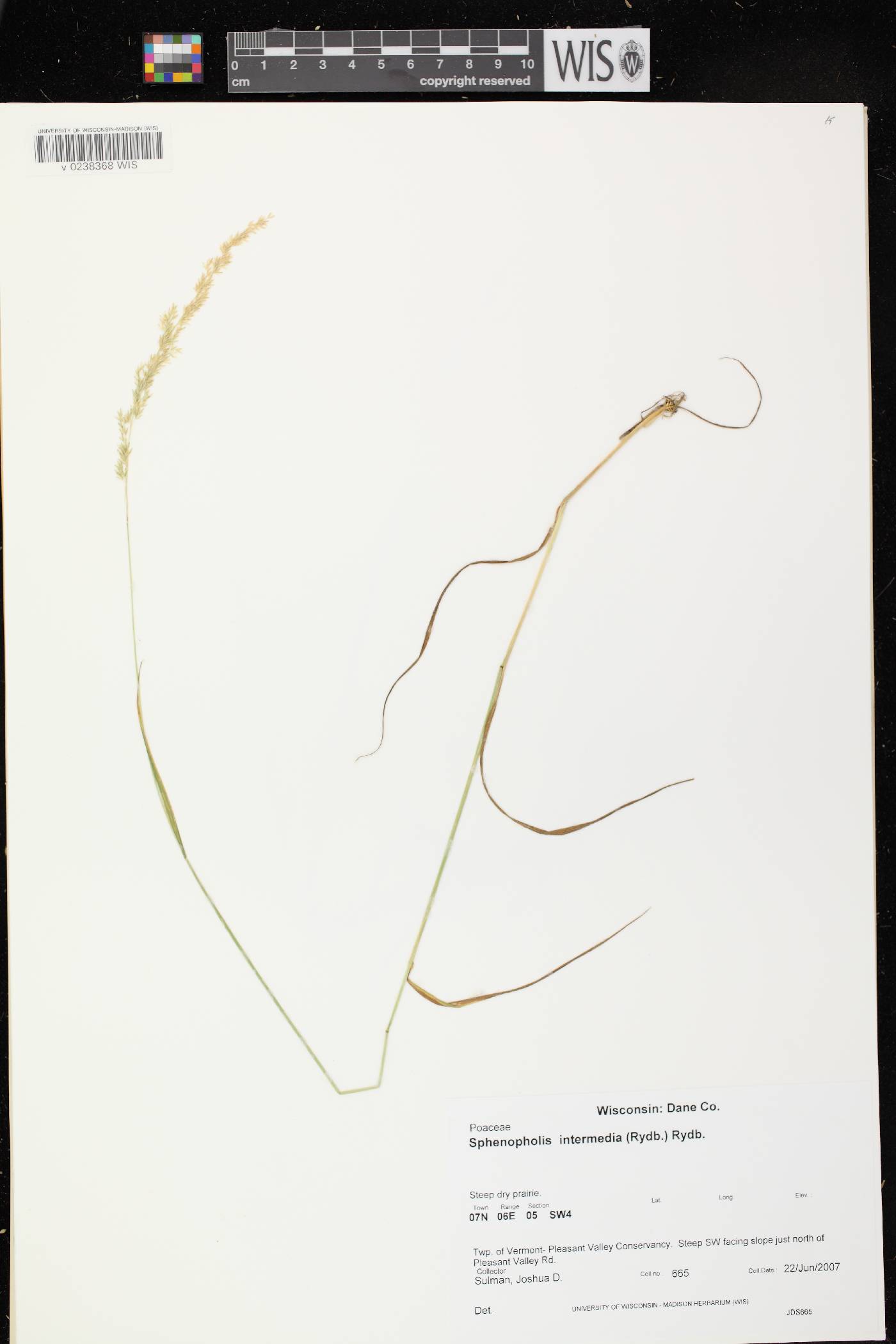 Sphenopholis intermedia image