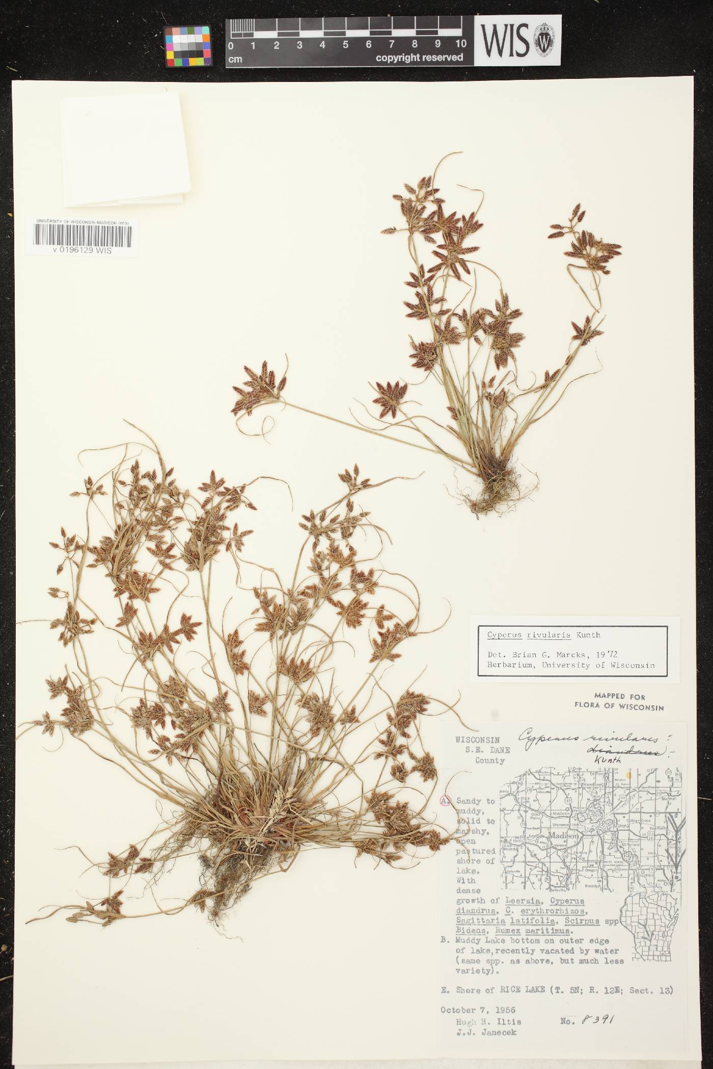Cyperus bipartitus image
