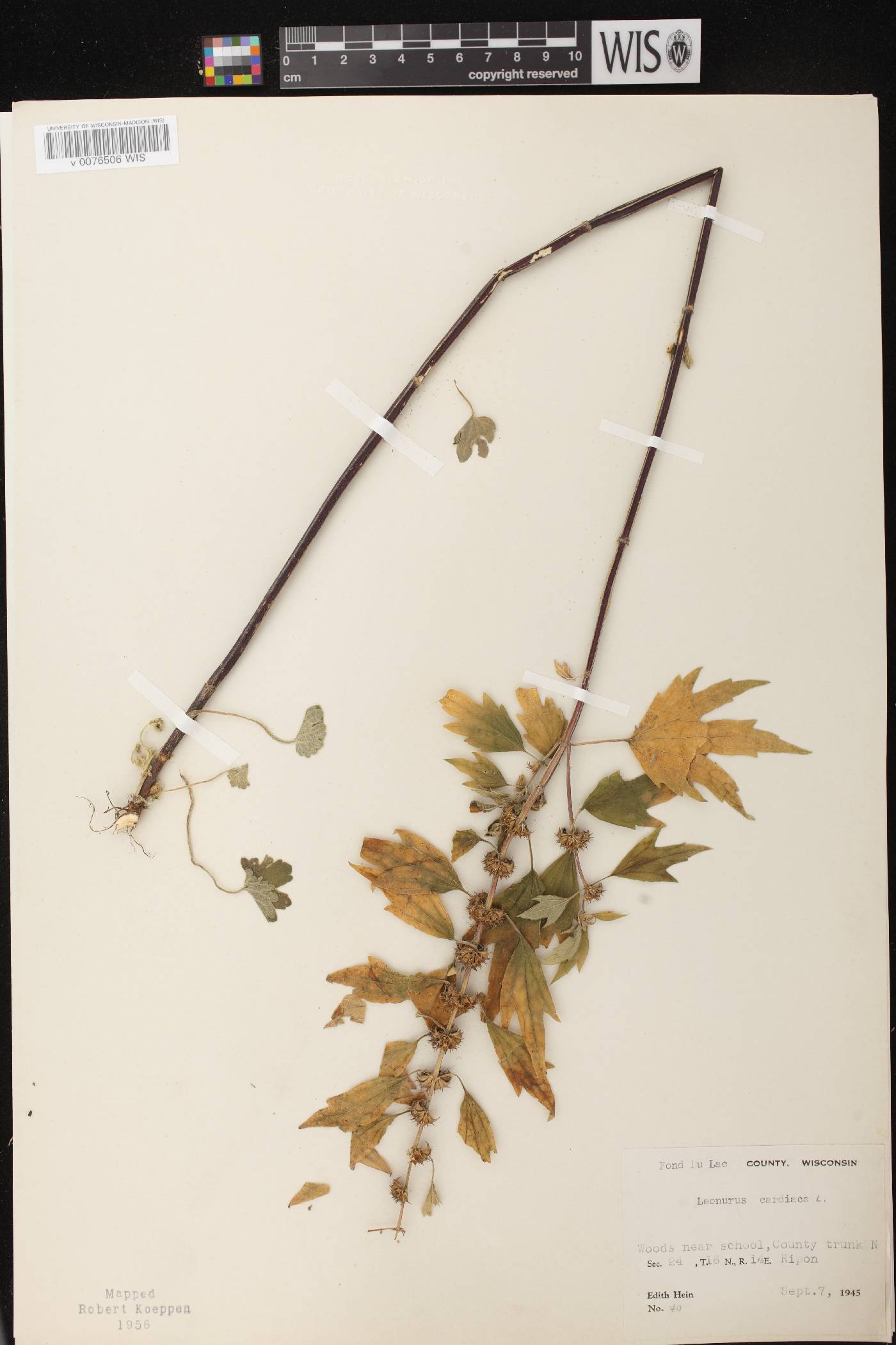 Leonurus cardiaca image