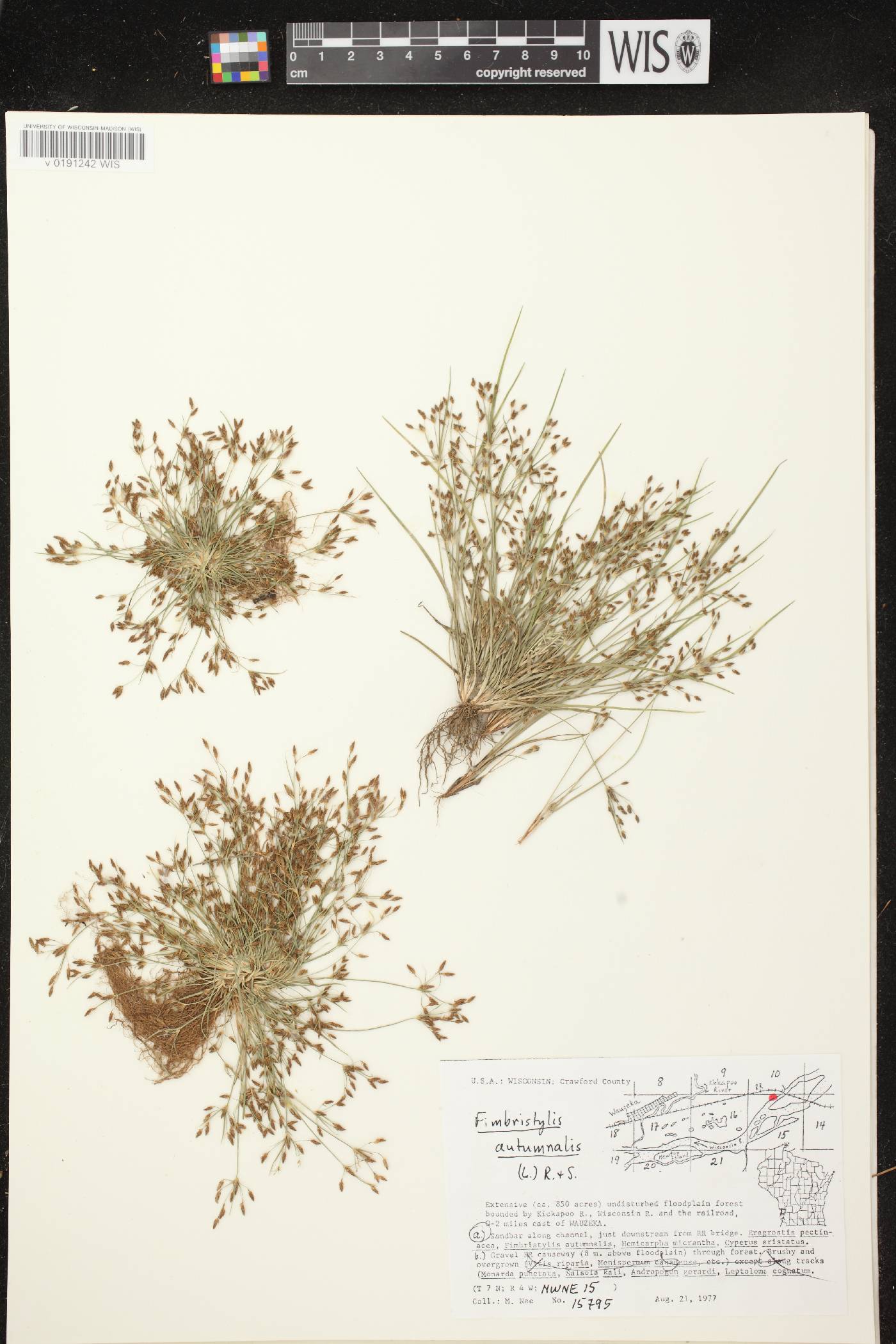 Fimbristylis autumnalis image