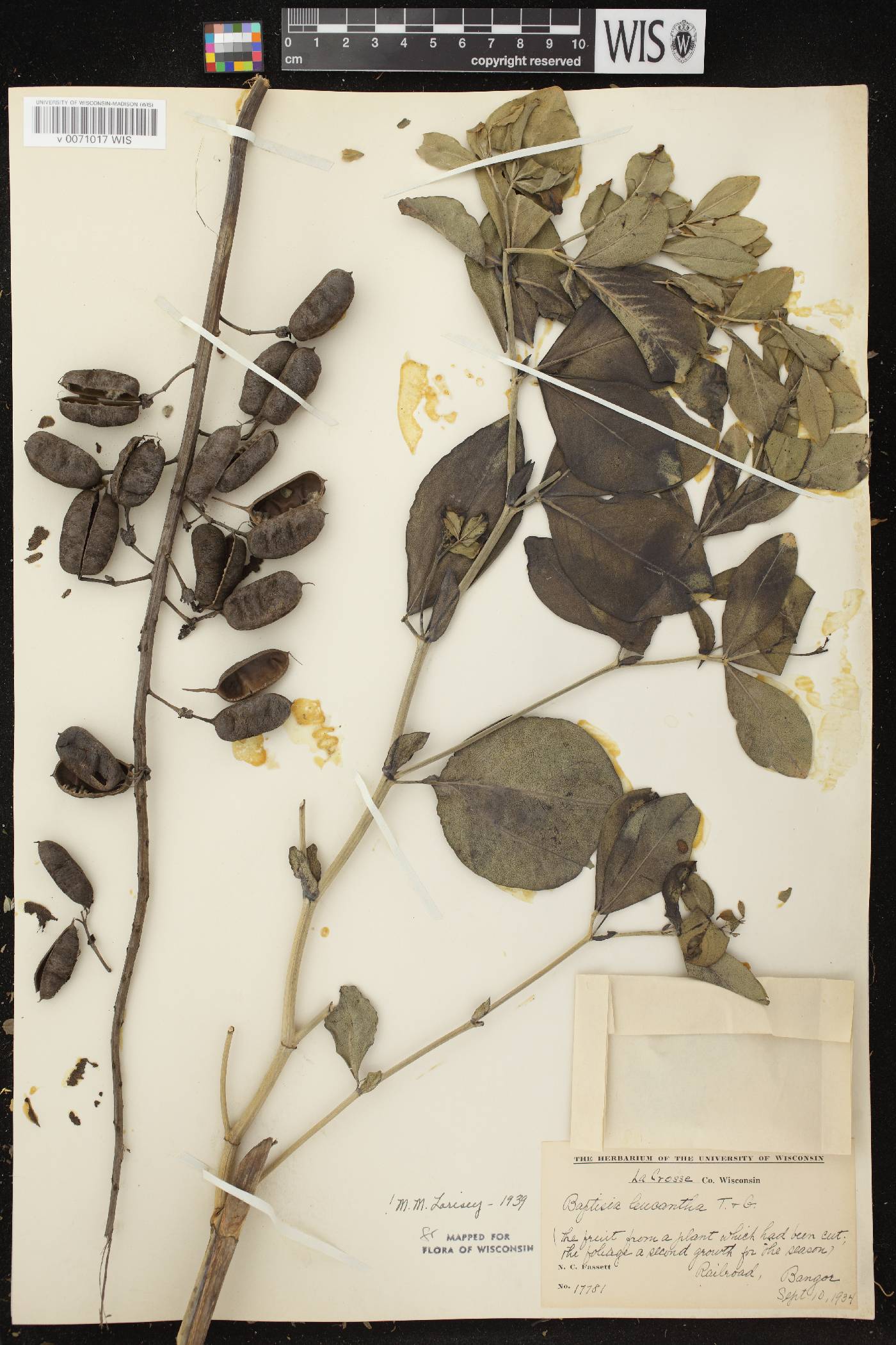 Baptisia lactea image