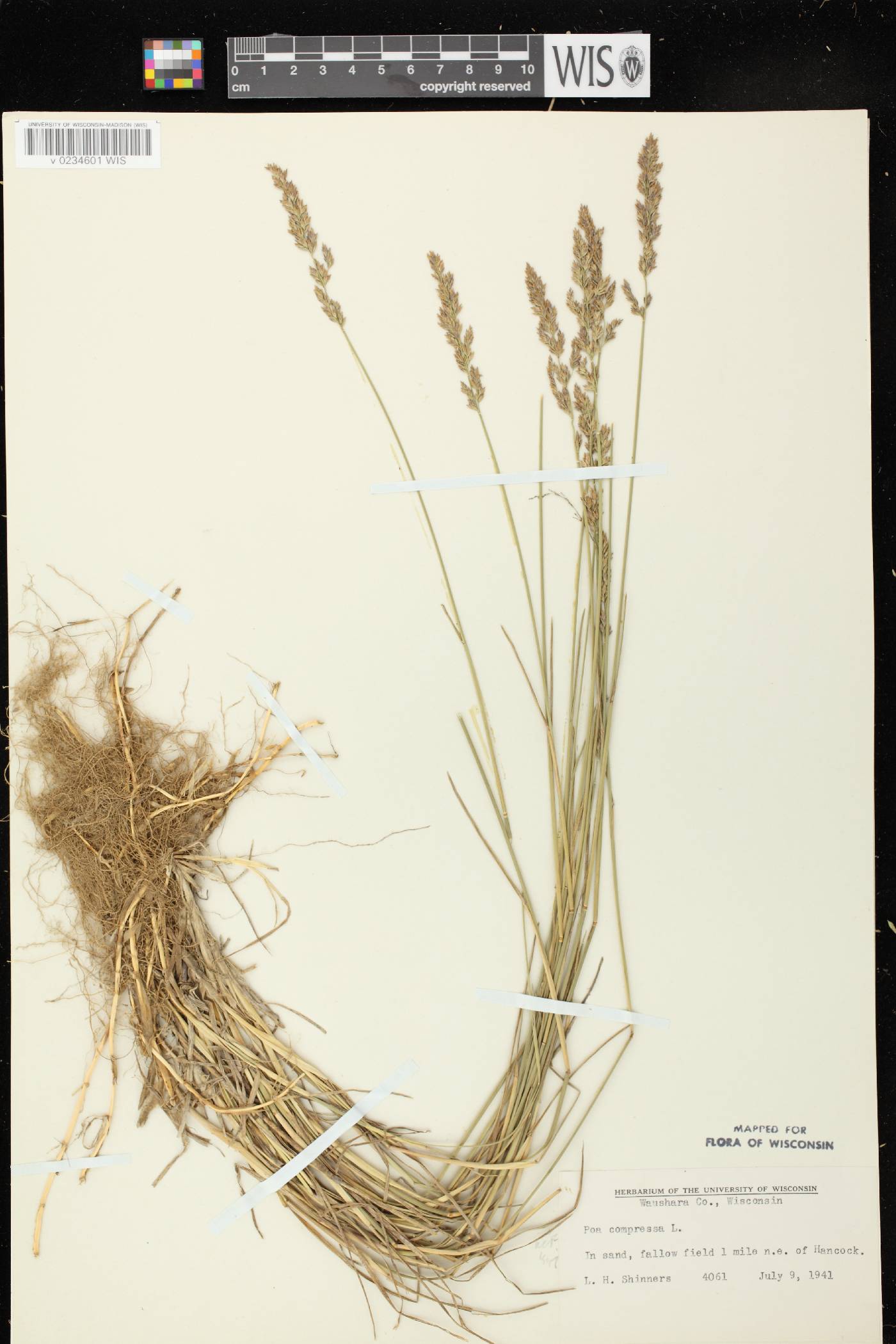 Poa compressa image