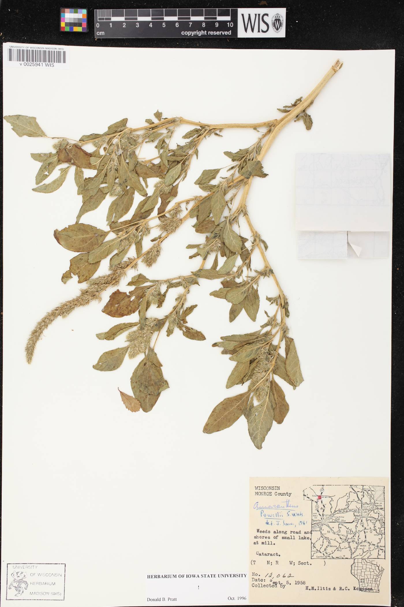 Amaranthus powellii image