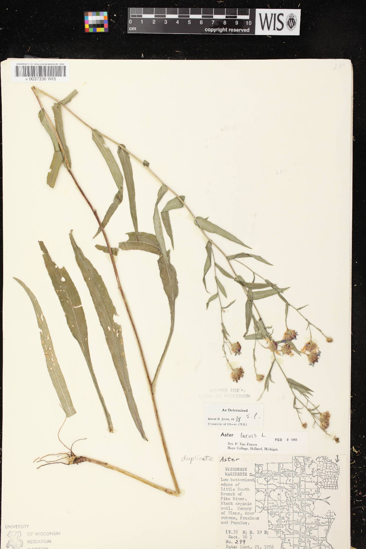 Symphyotrichum laeve image
