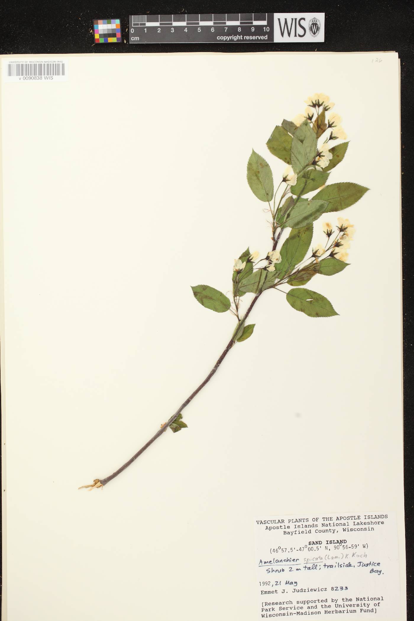 Amelanchier spicata image