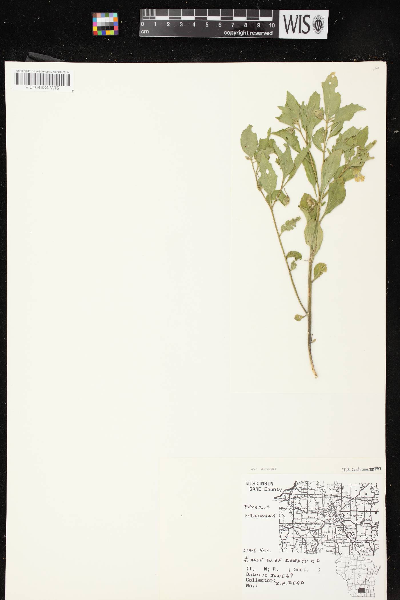 Physalis virginiana image