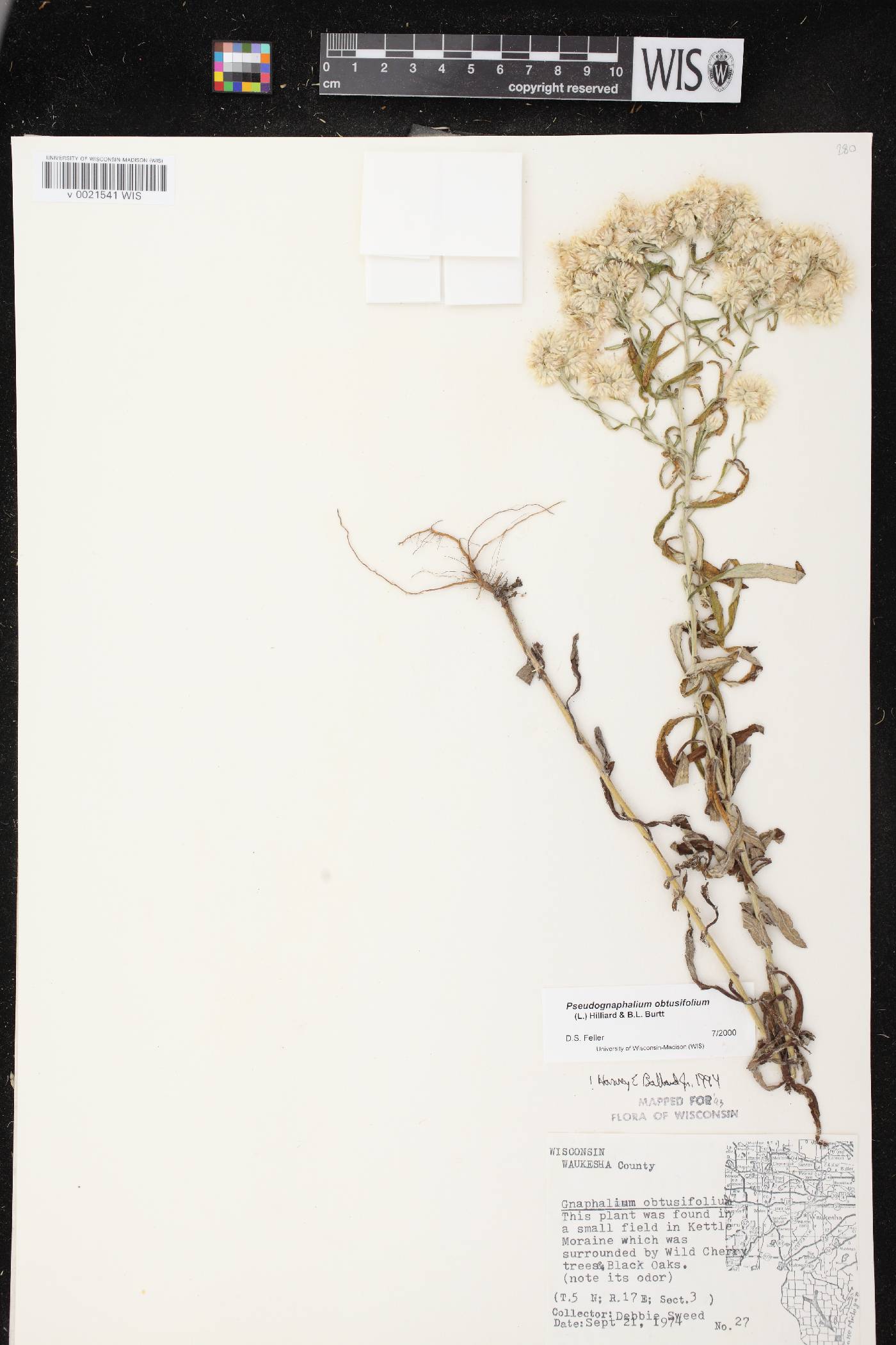Pseudognaphalium obtusifolium image
