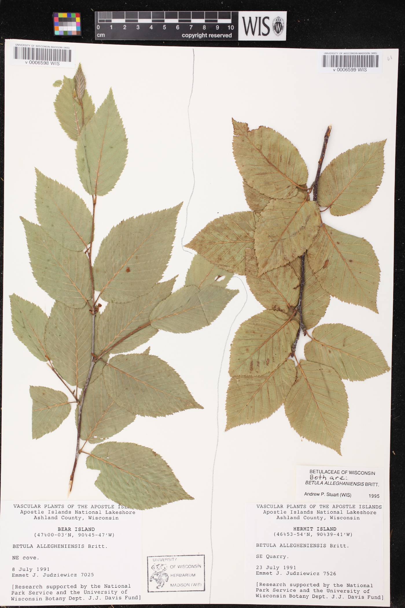 Betula alleghaniensis image