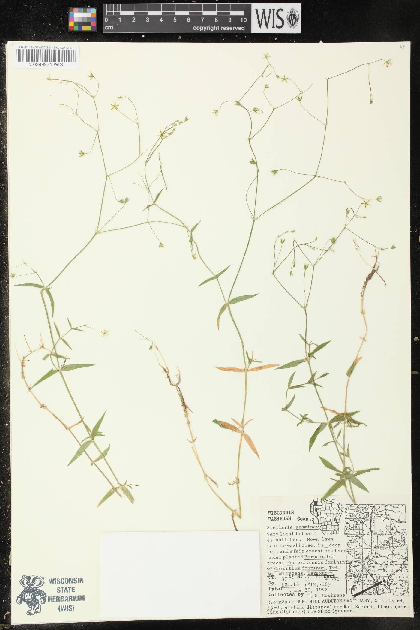 Stellaria graminea image