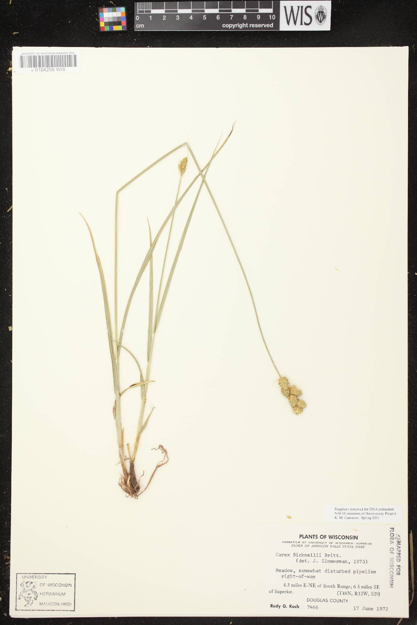 Carex bicknellii image