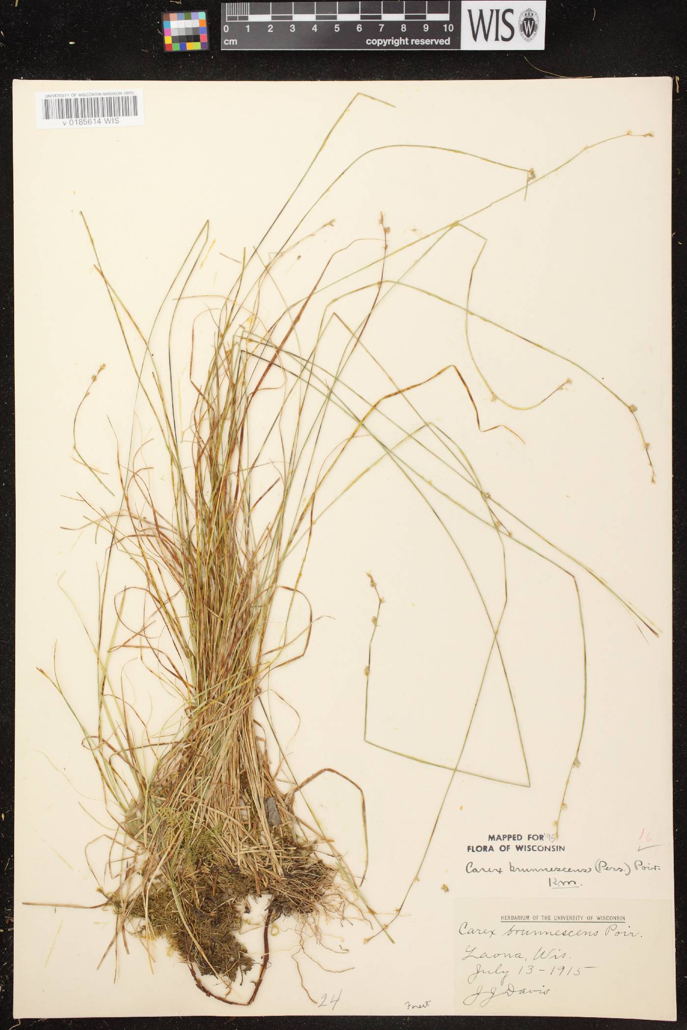 Carex brunnescens subsp. sphaerostachya image