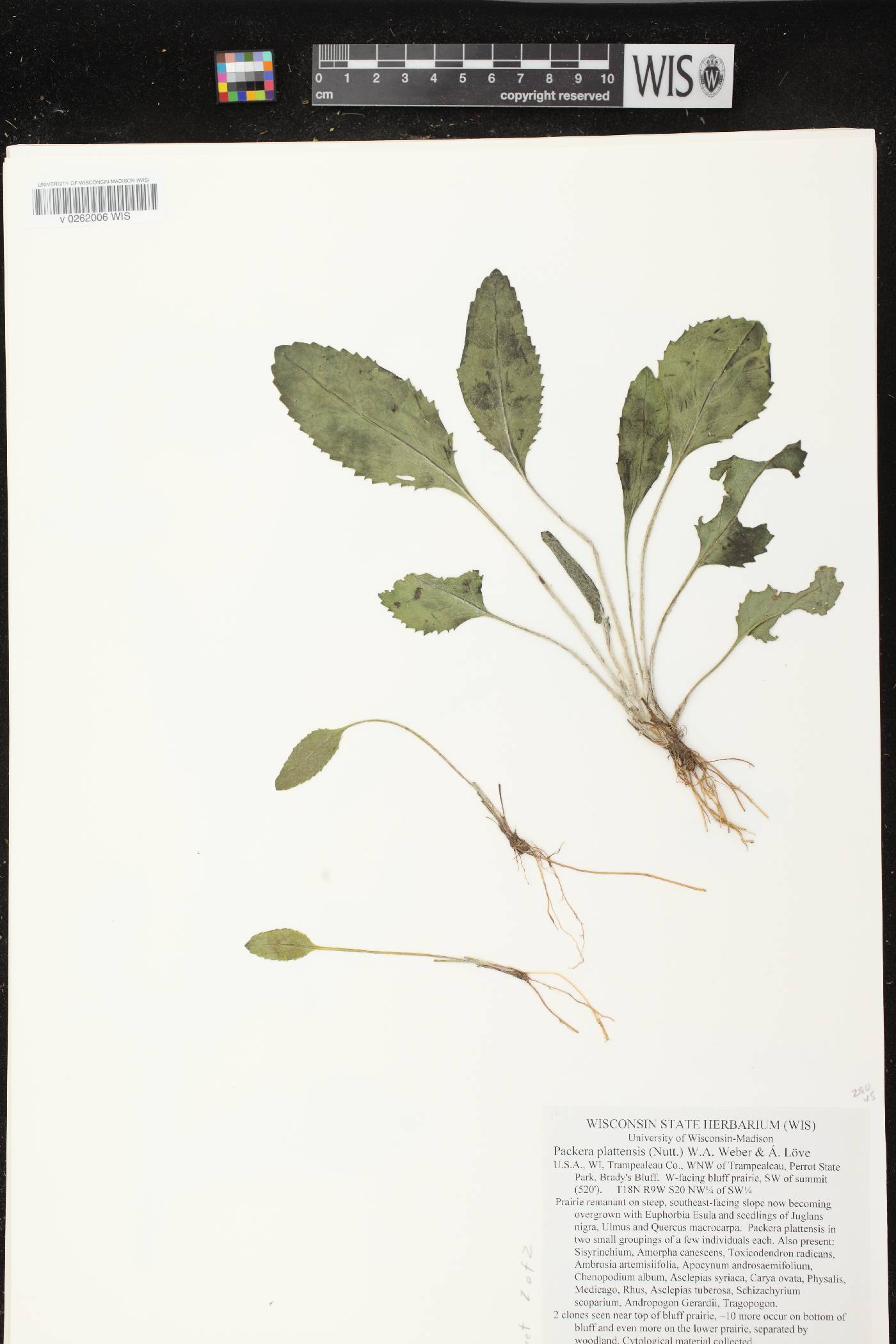 Packera plattensis image
