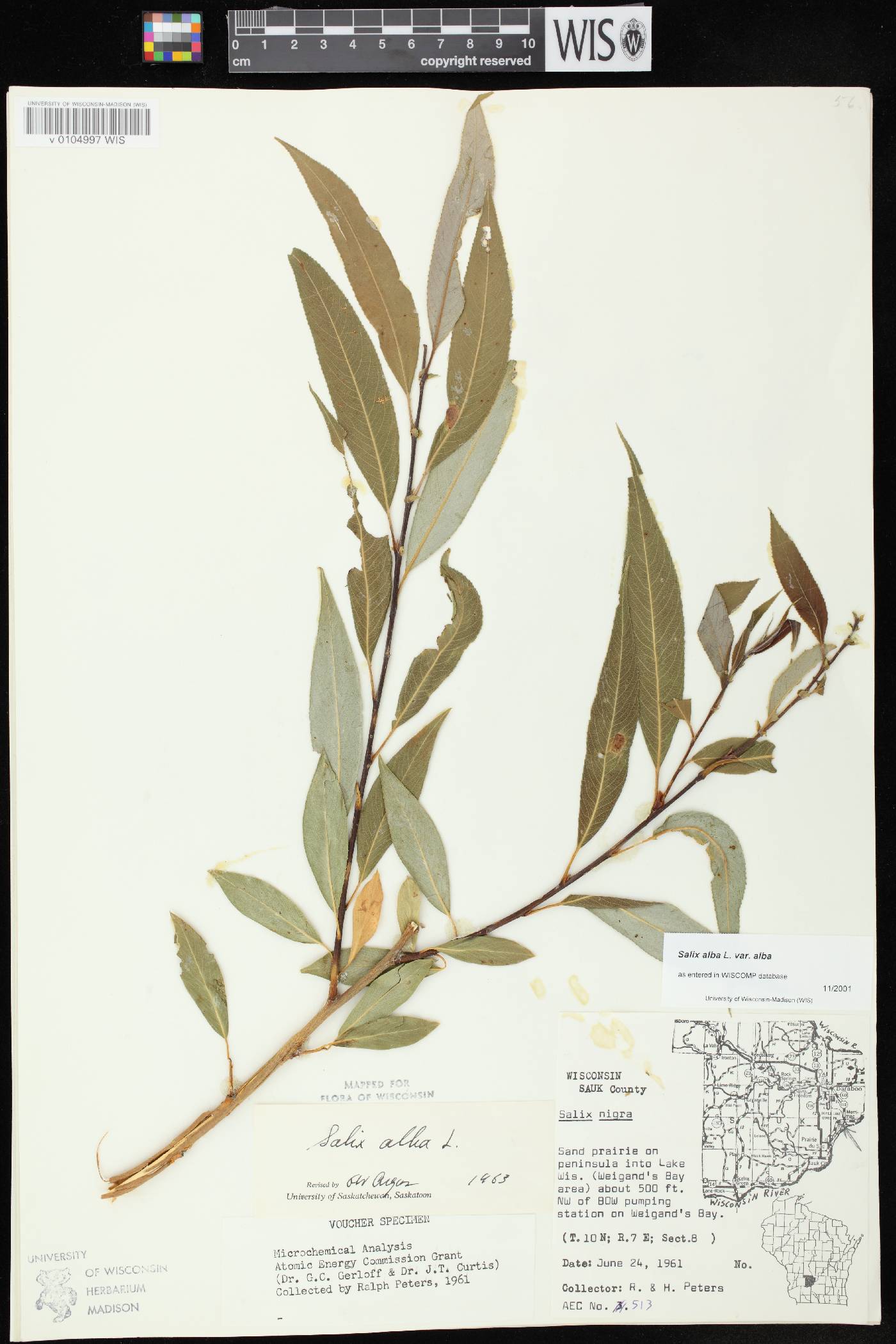 Salix alba image