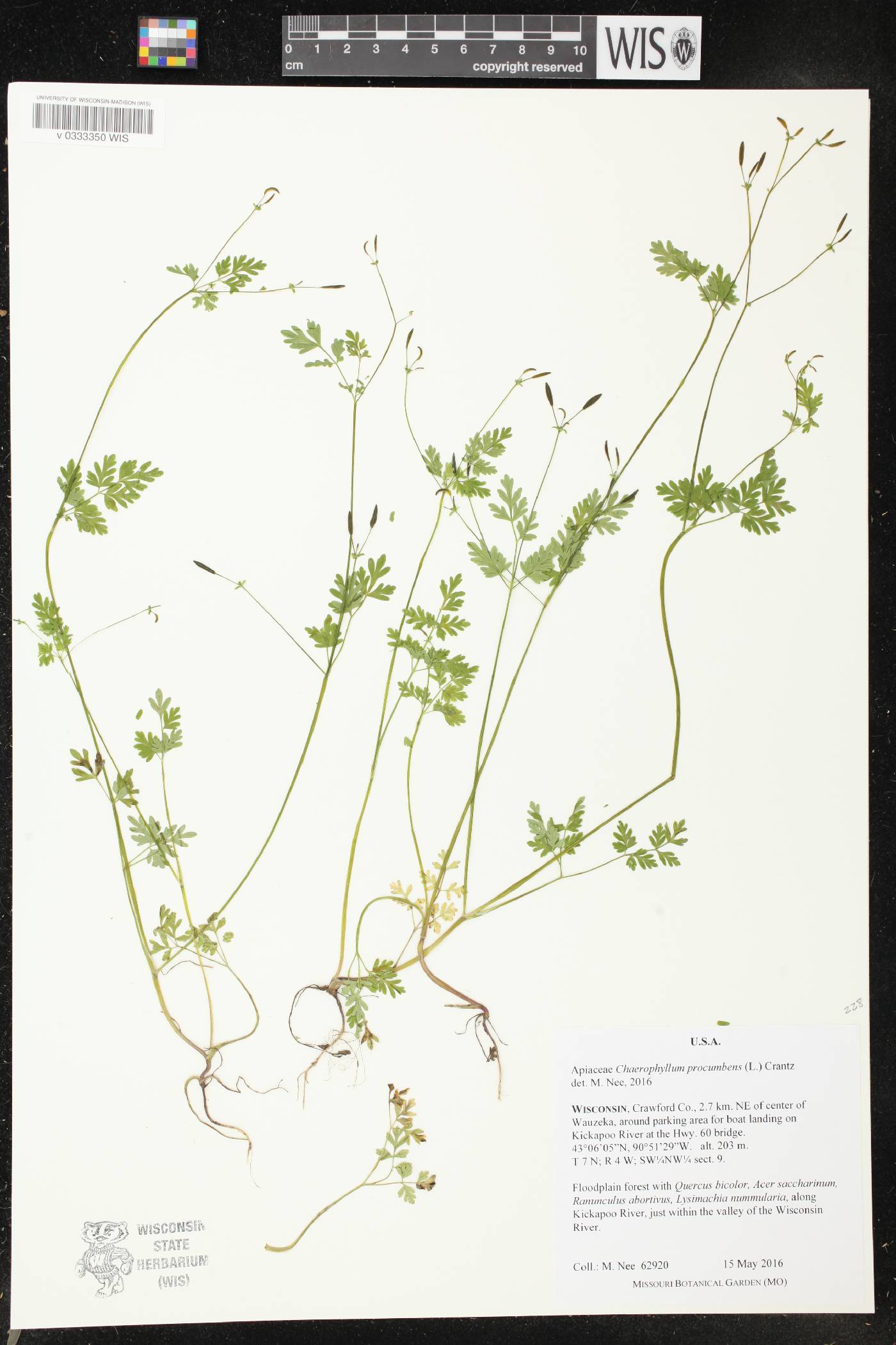 Chaerophyllum procumbens image