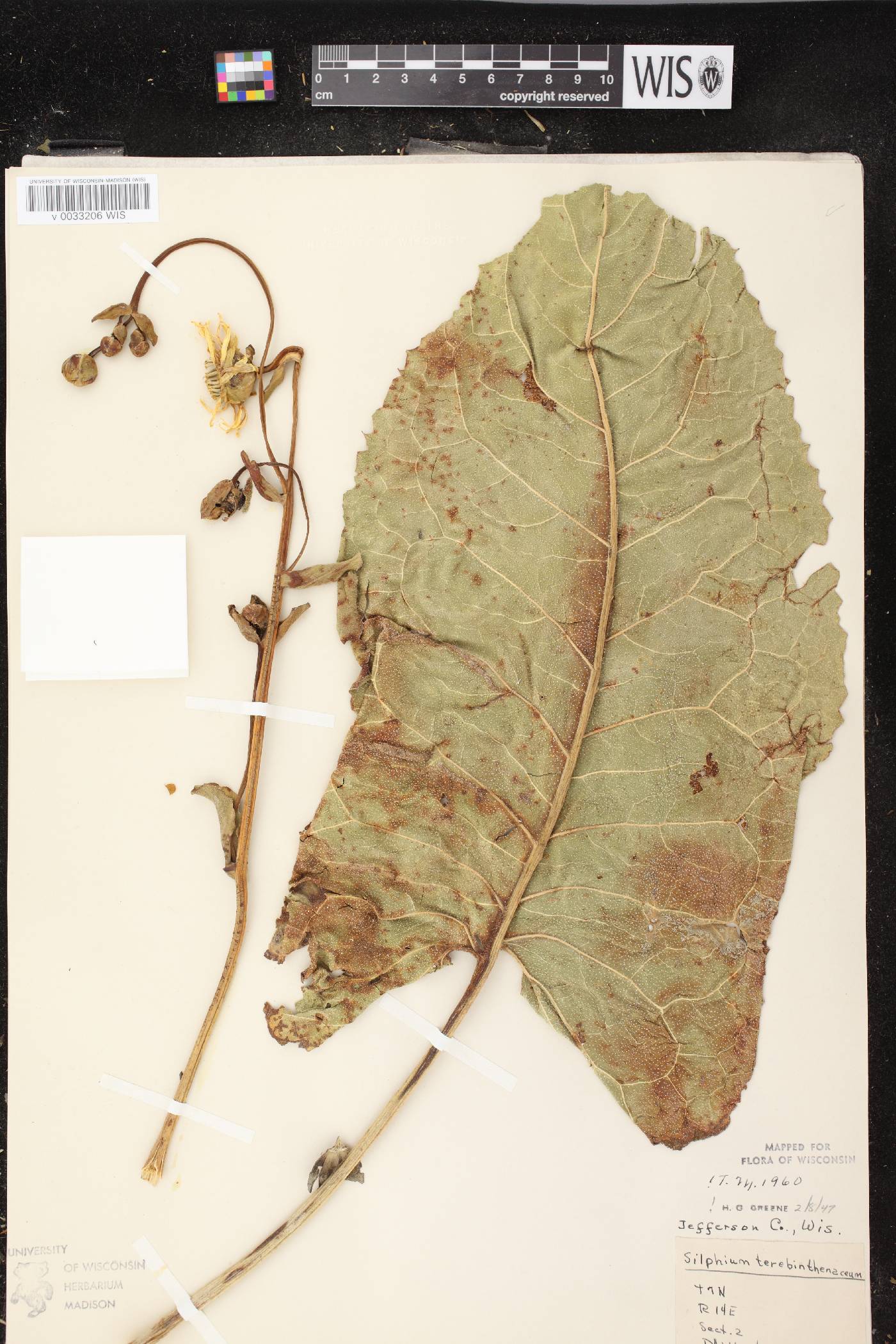 Silphium terebinthinaceum var. terebinthinaceum image