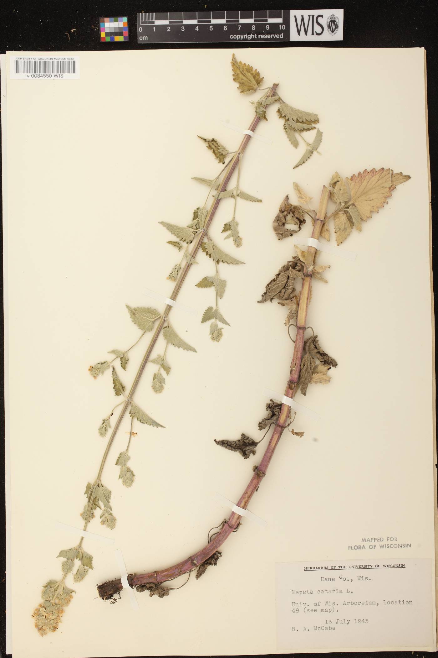 Nepeta cataria image