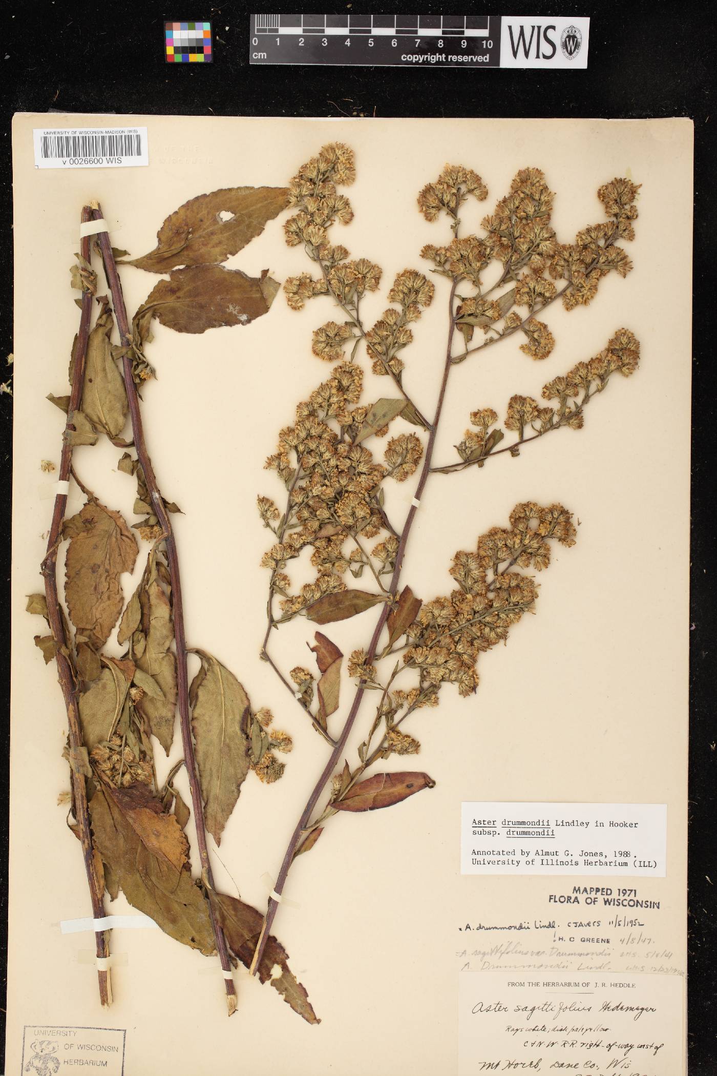 Symphyotrichum drummondii image