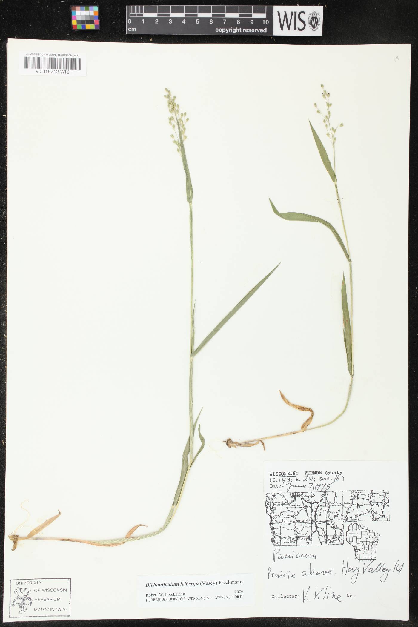 Dichanthelium leibergii image