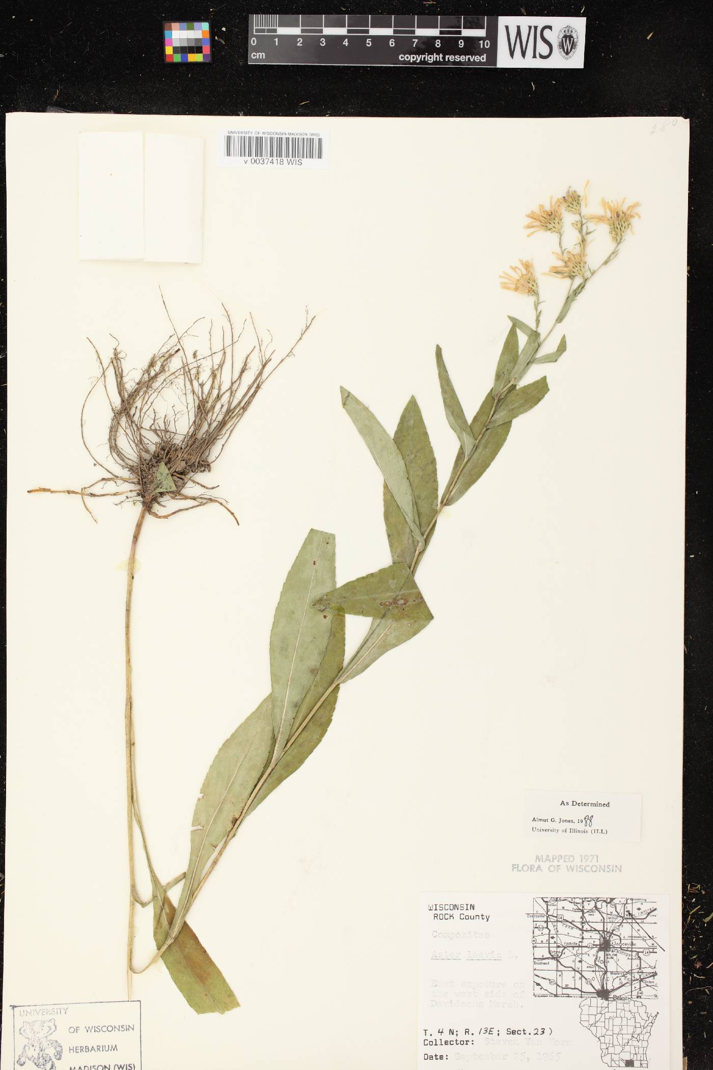 Symphyotrichum laeve image