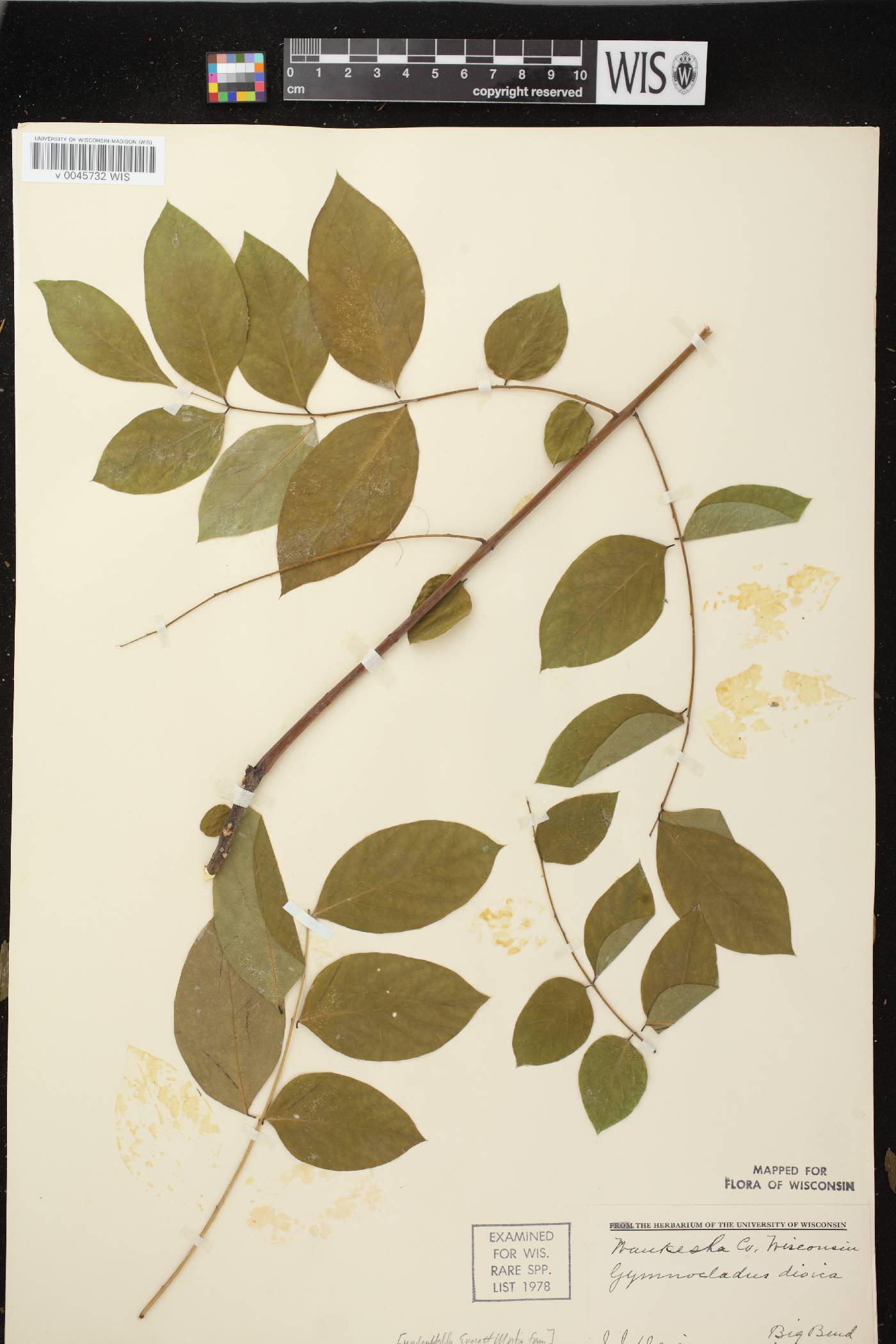 Gymnocladus dioicus image