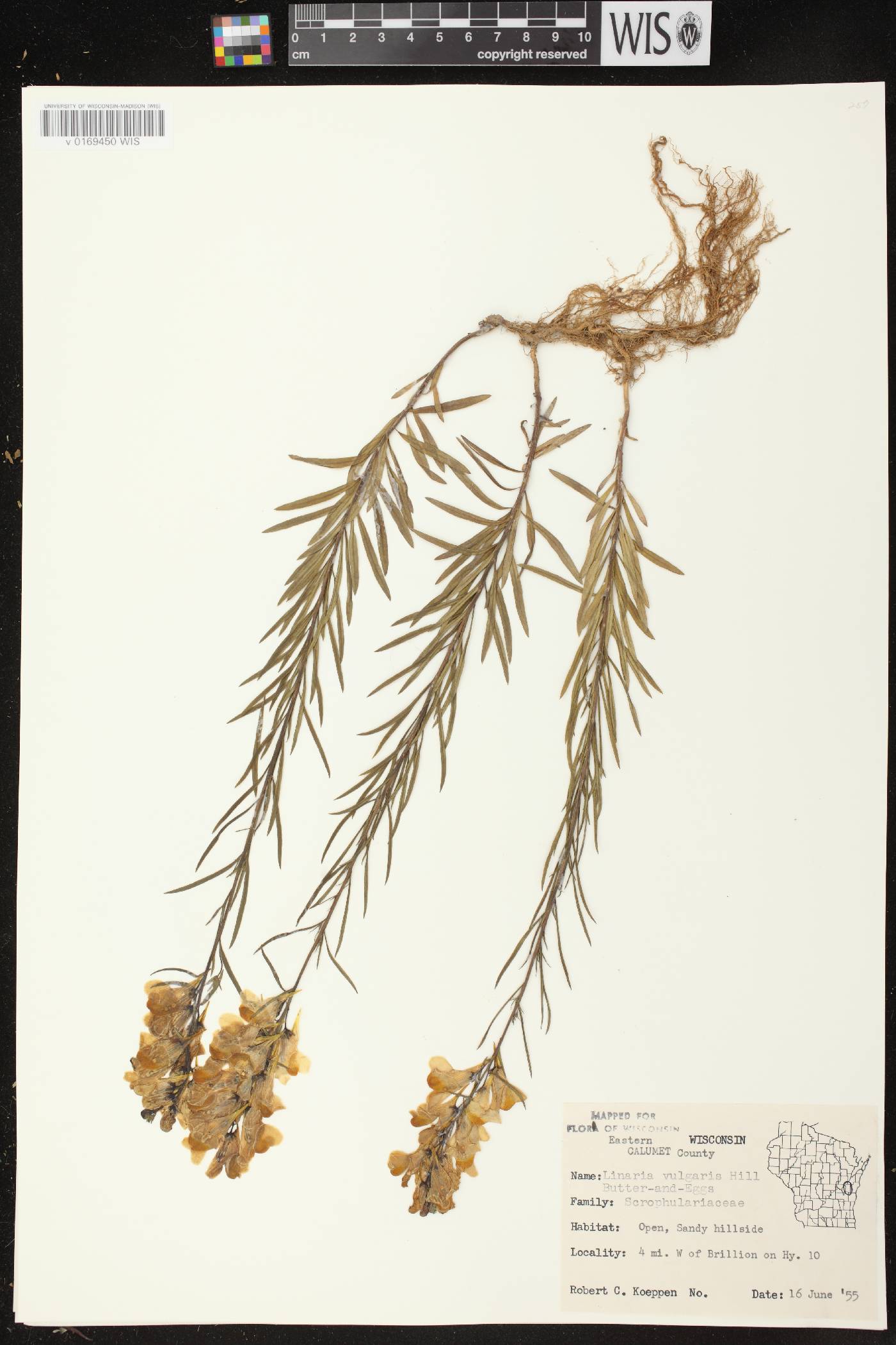 Linaria vulgaris image
