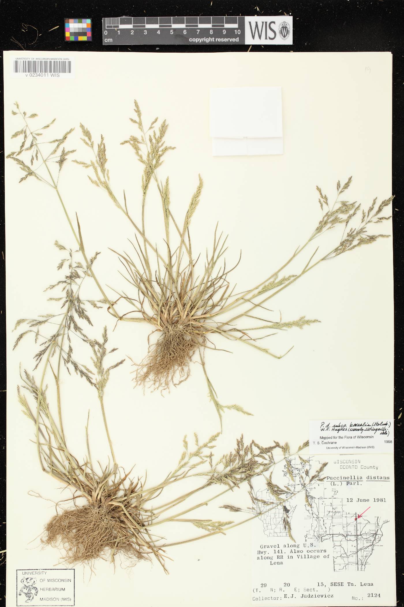 Puccinellia distans subsp. borealis image