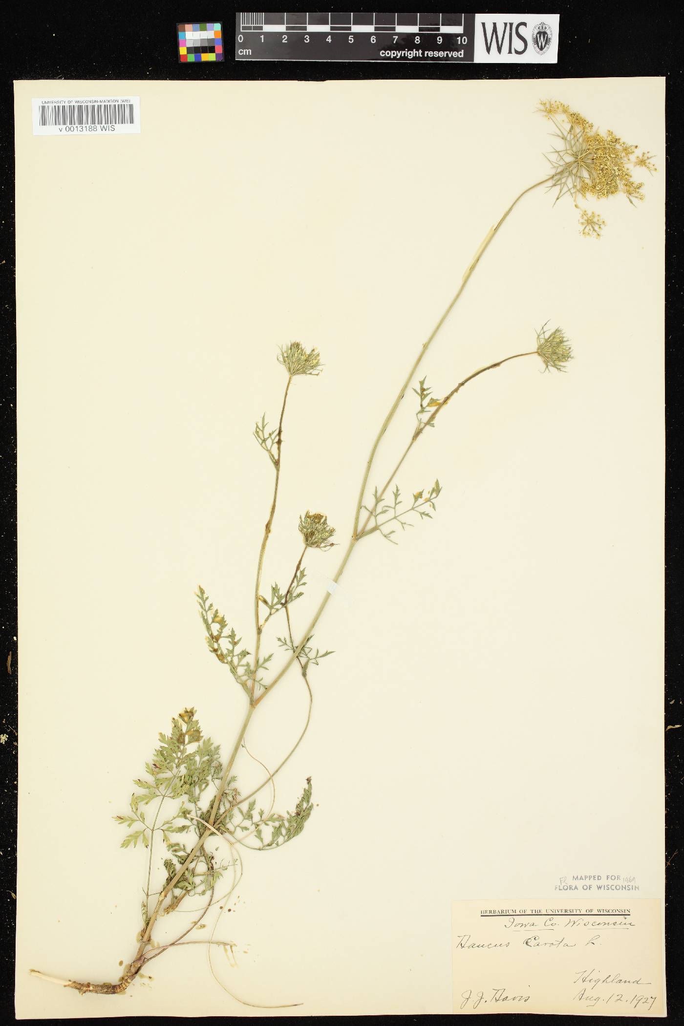 Daucus carota image