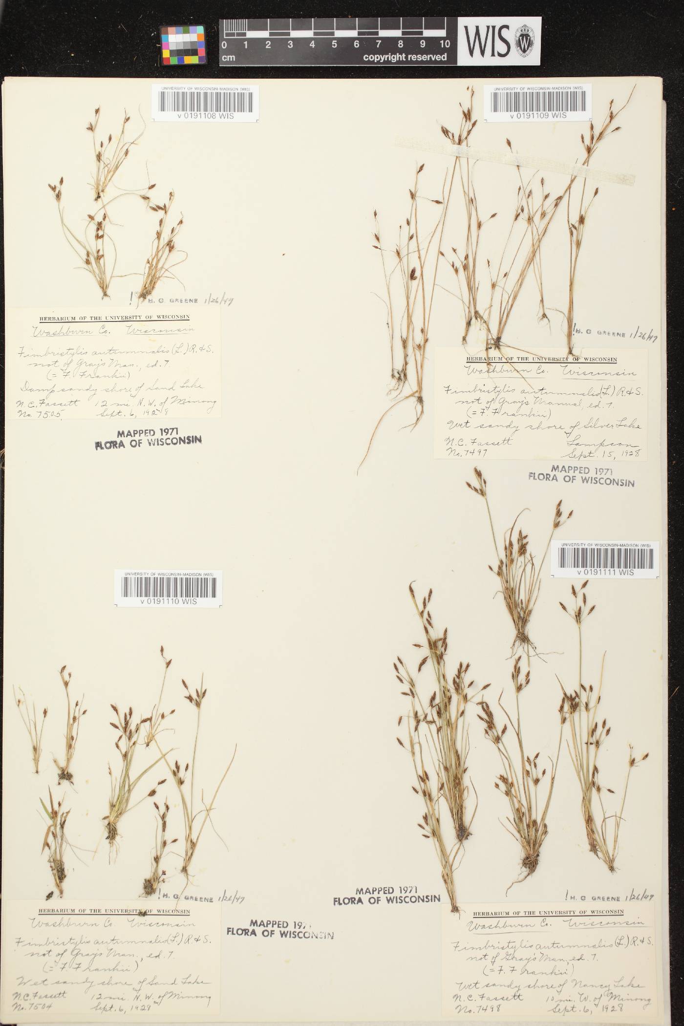 Fimbristylis autumnalis image