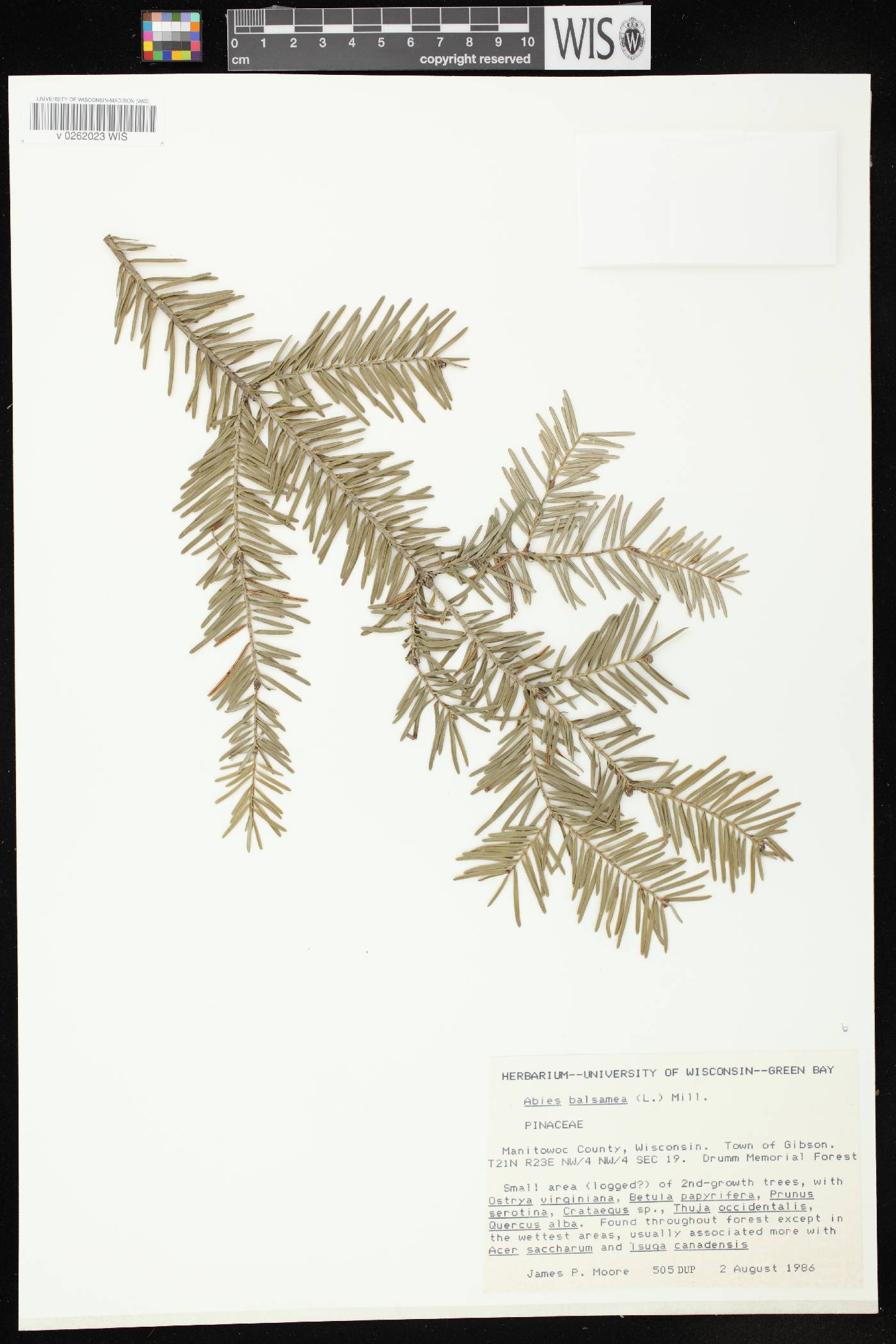 Abies balsamea image