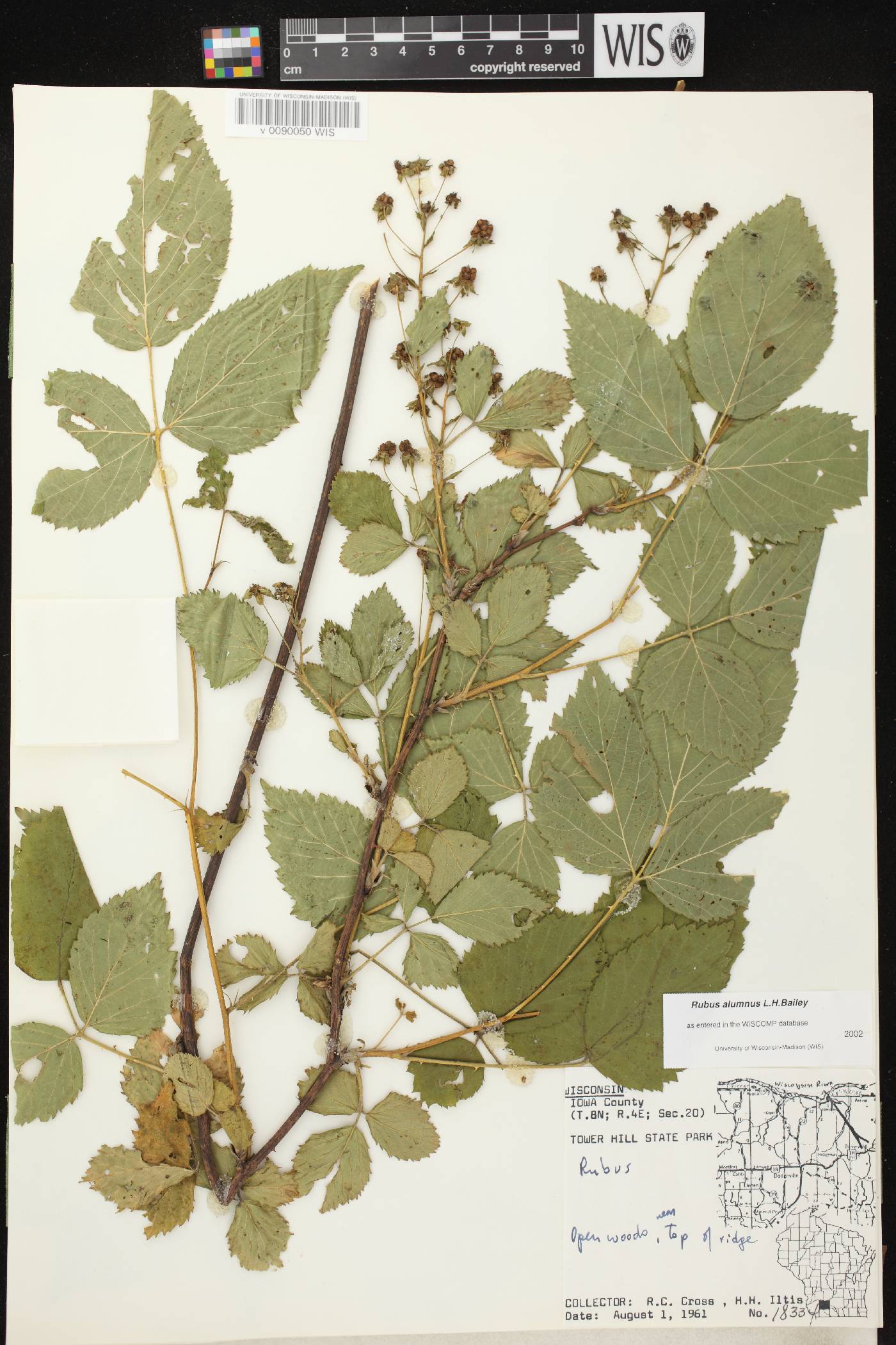 Rubus allegheniensis image
