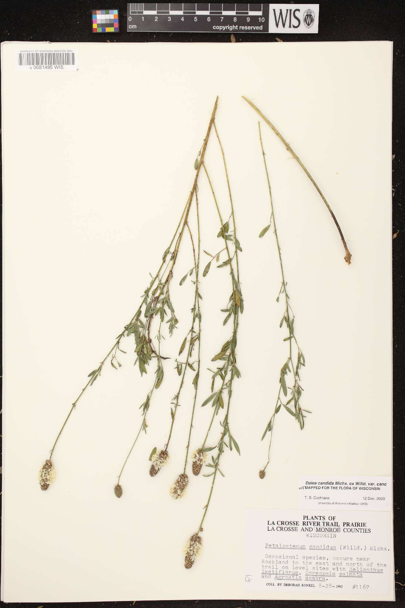 Dalea candida image