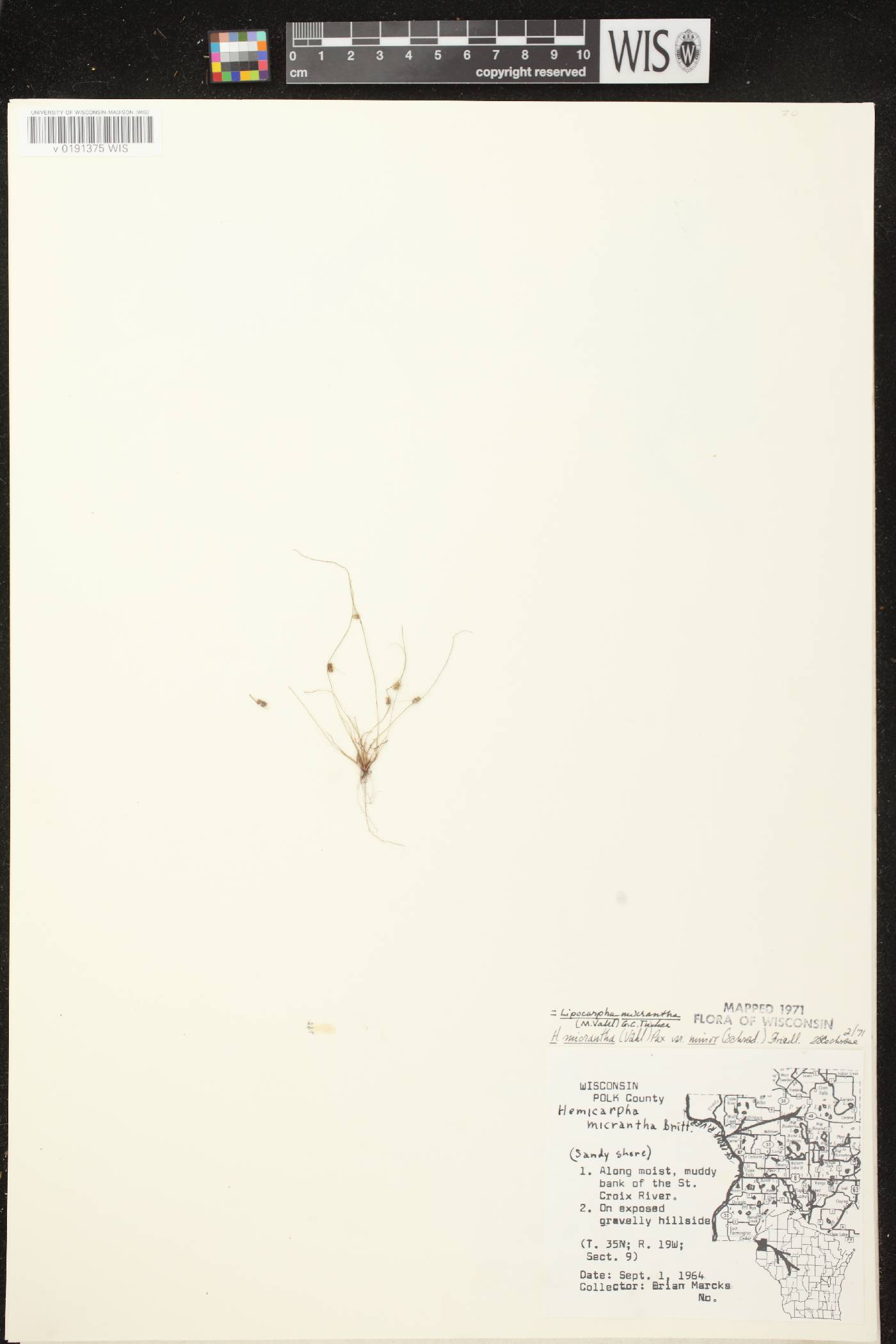Lipocarpha micrantha image