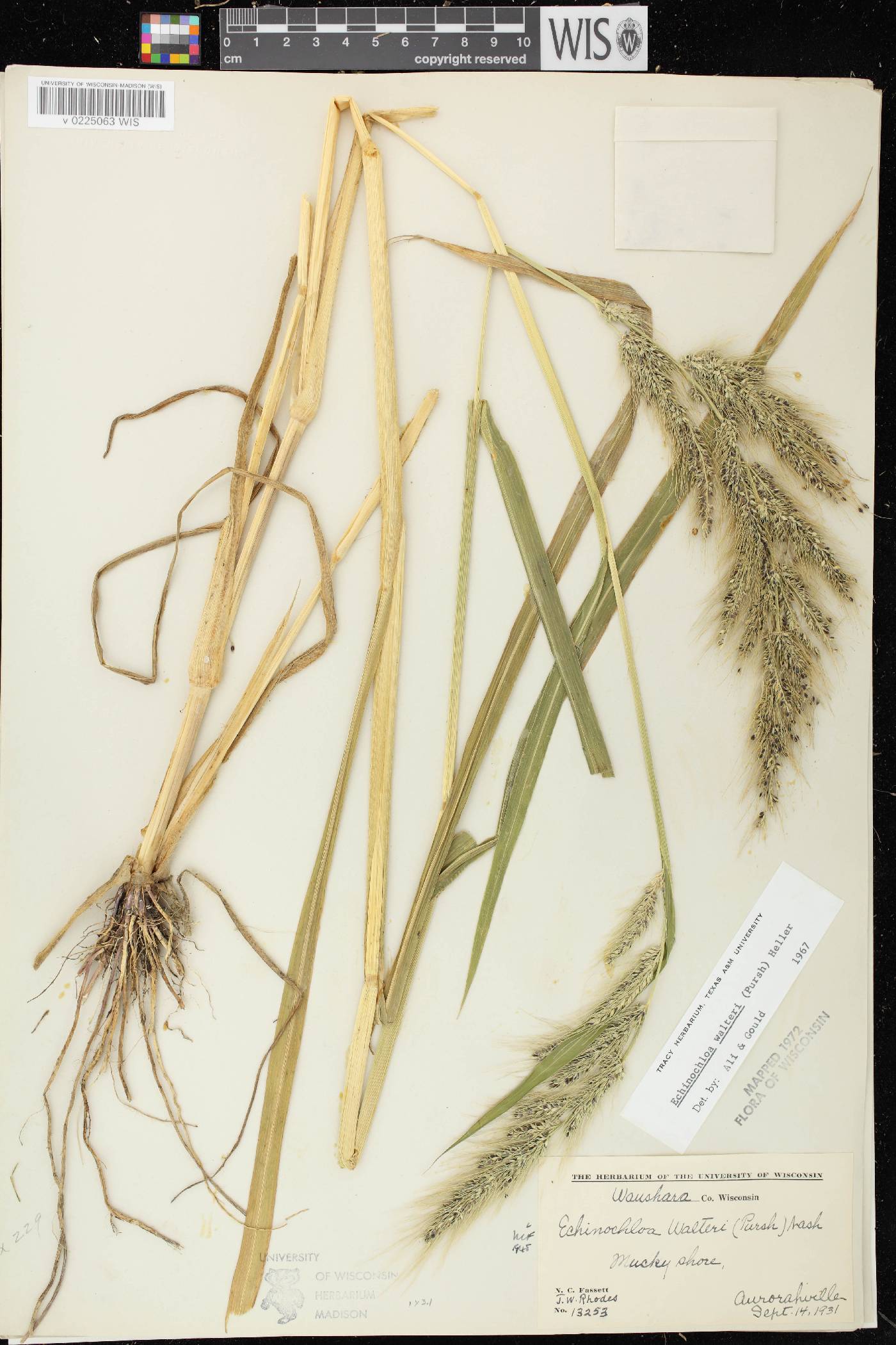 Echinochloa walteri image