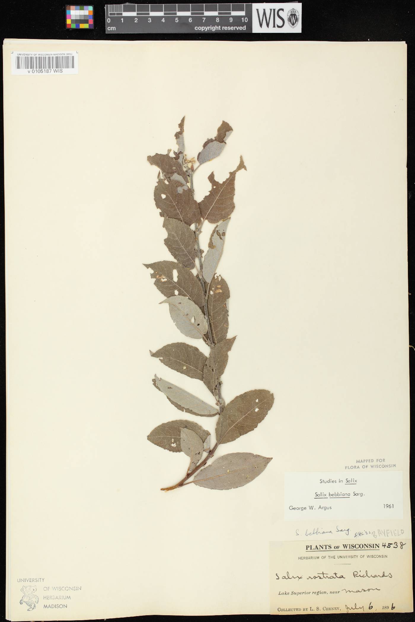 Salix bebbiana image