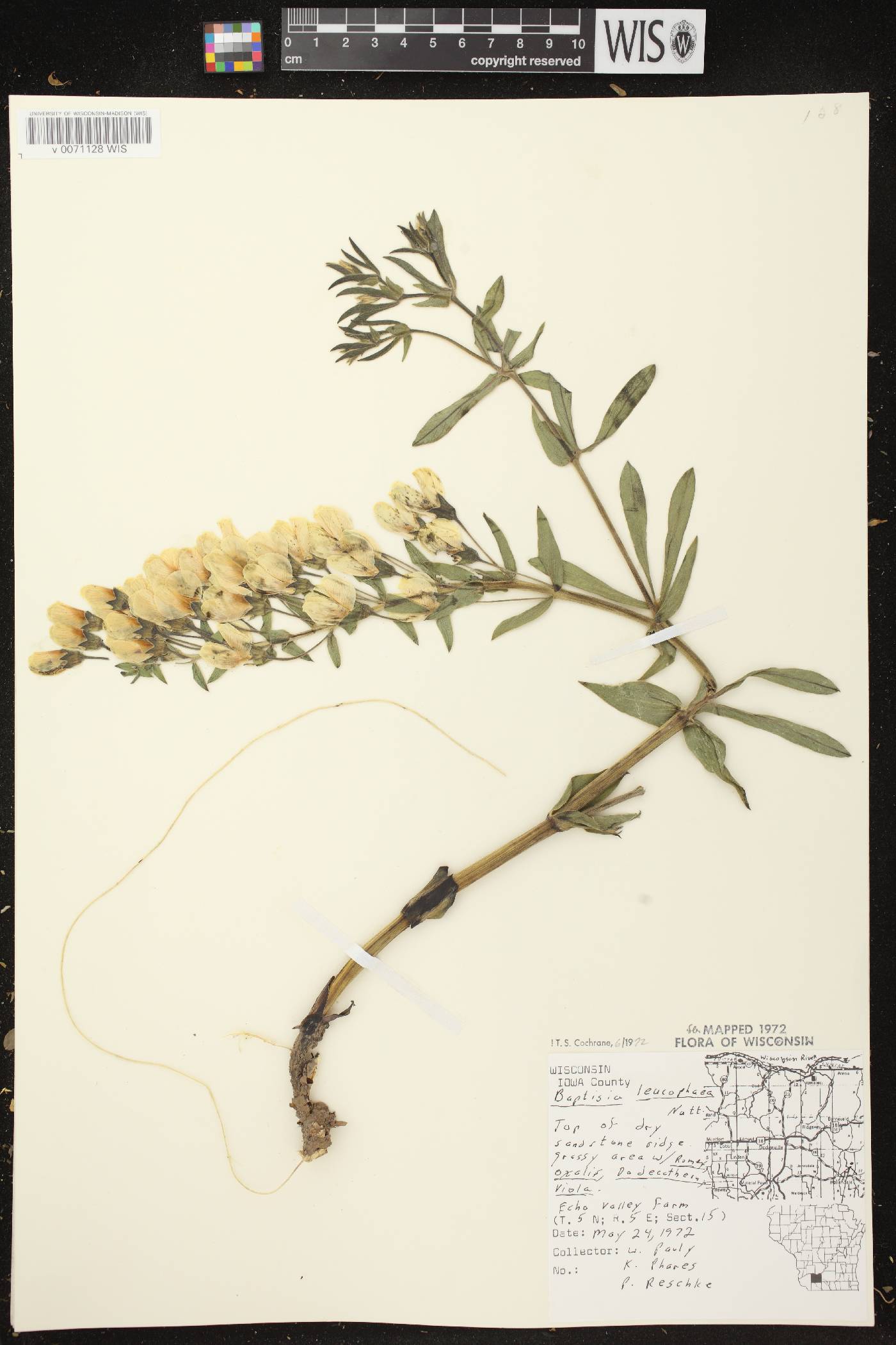 Baptisia leucophaea image