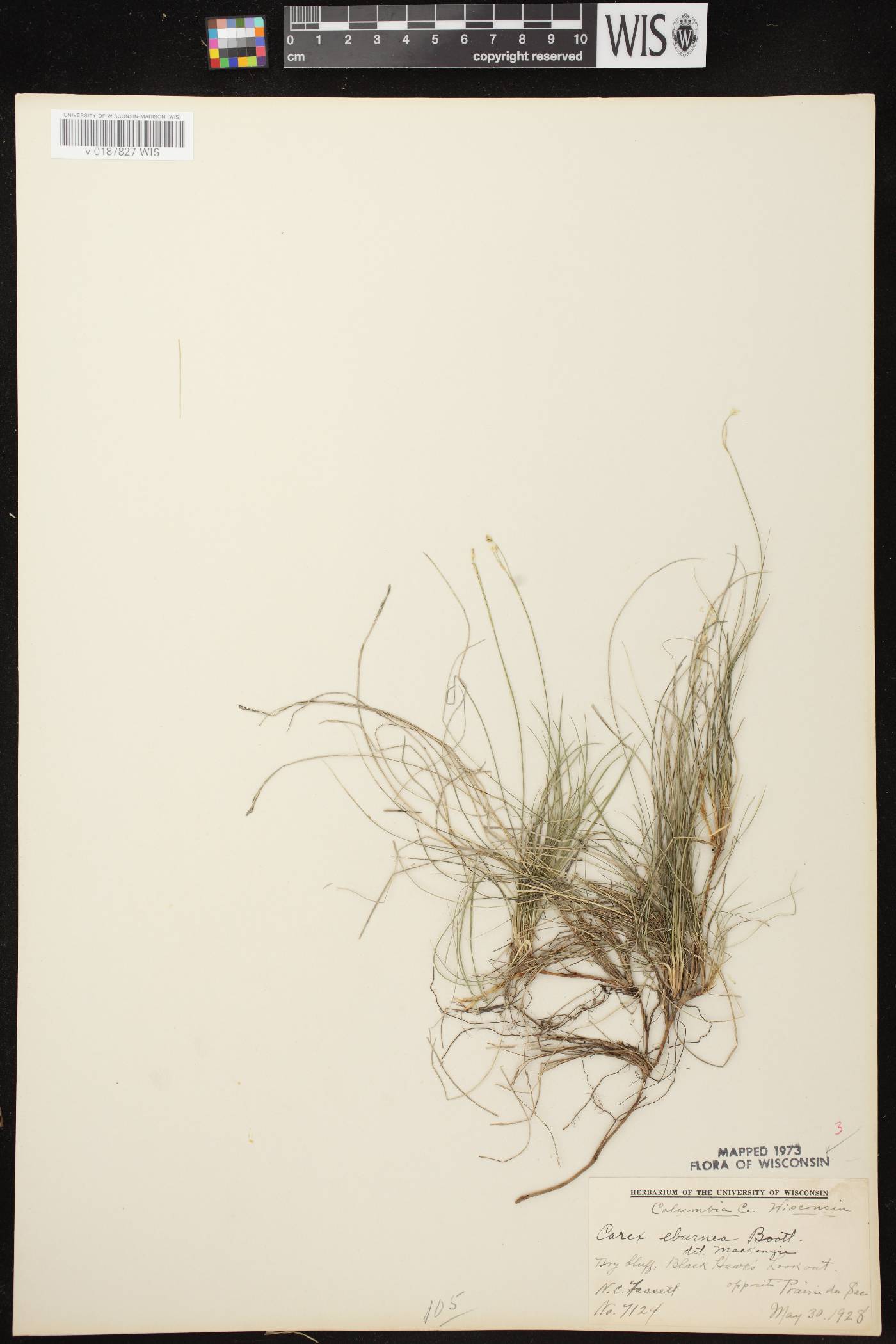 Carex eburnea image