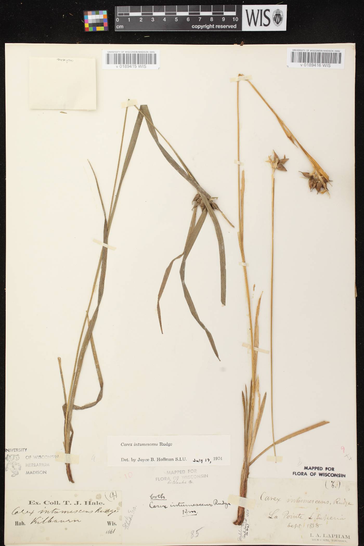 Carex intumescens image