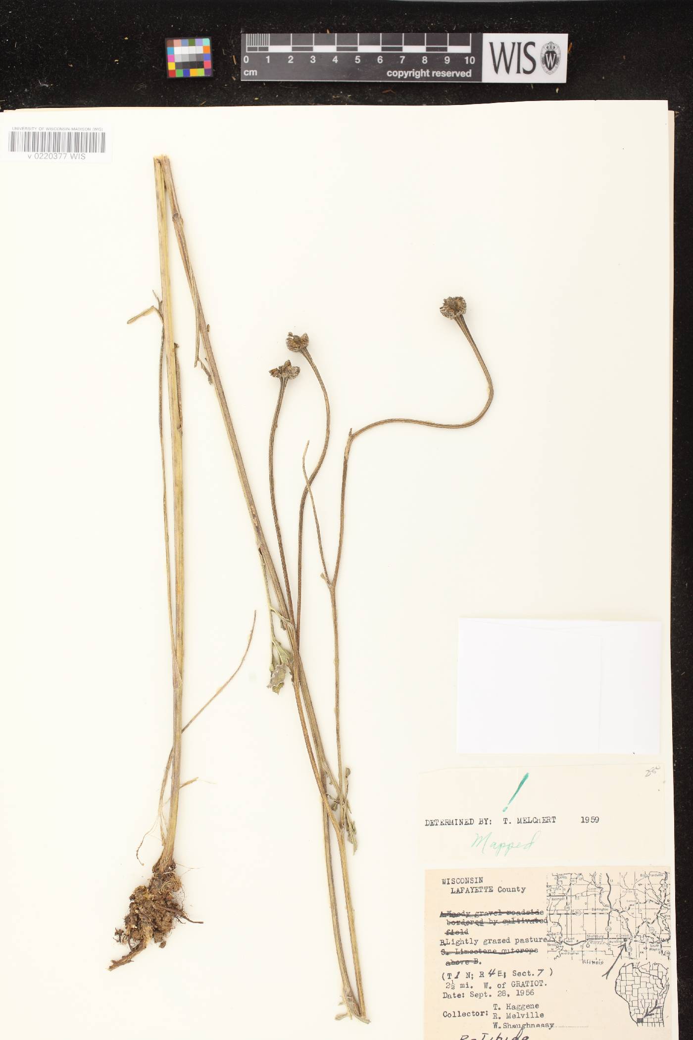 Ratibida pinnata image
