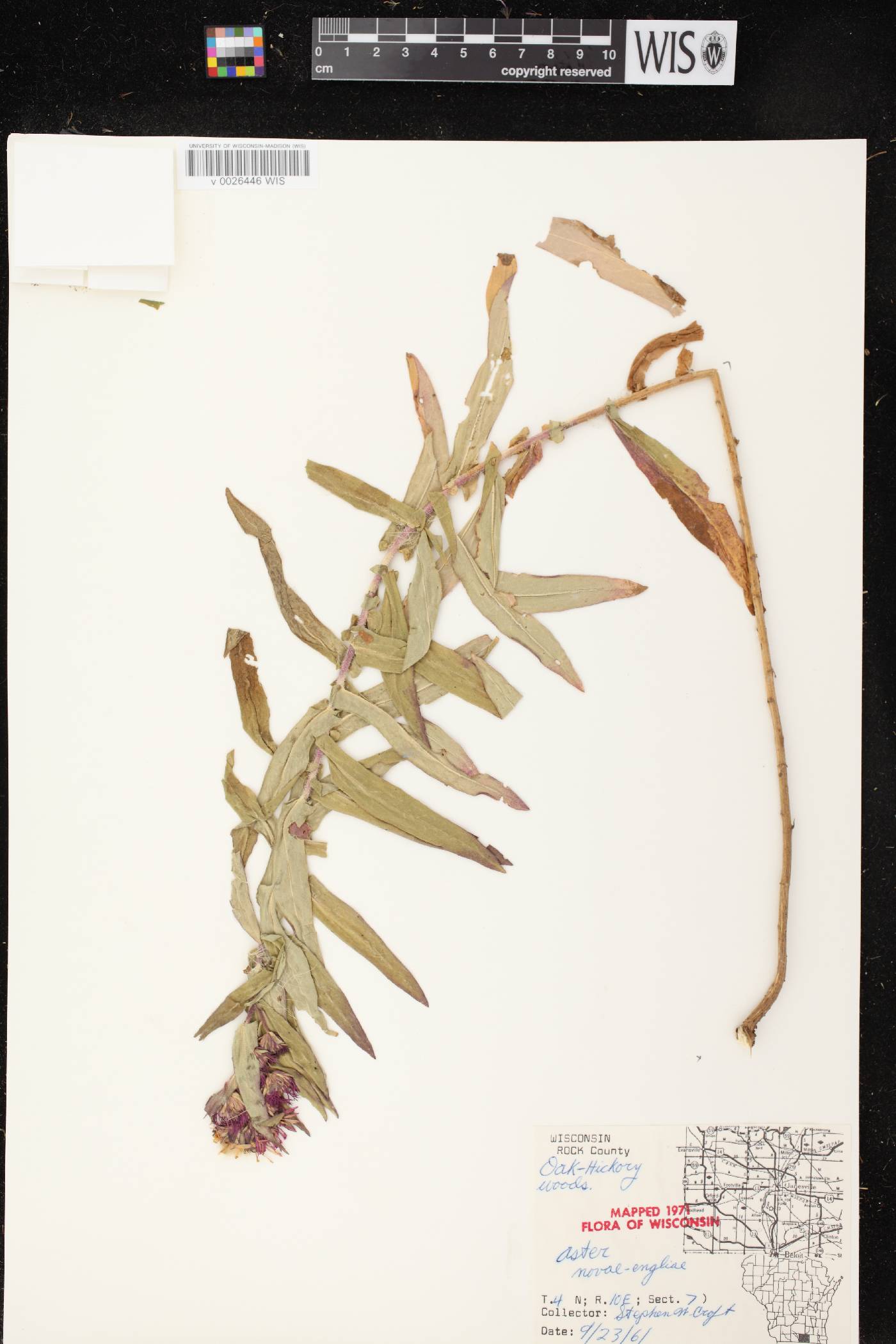 Symphyotrichum novae-angliae image
